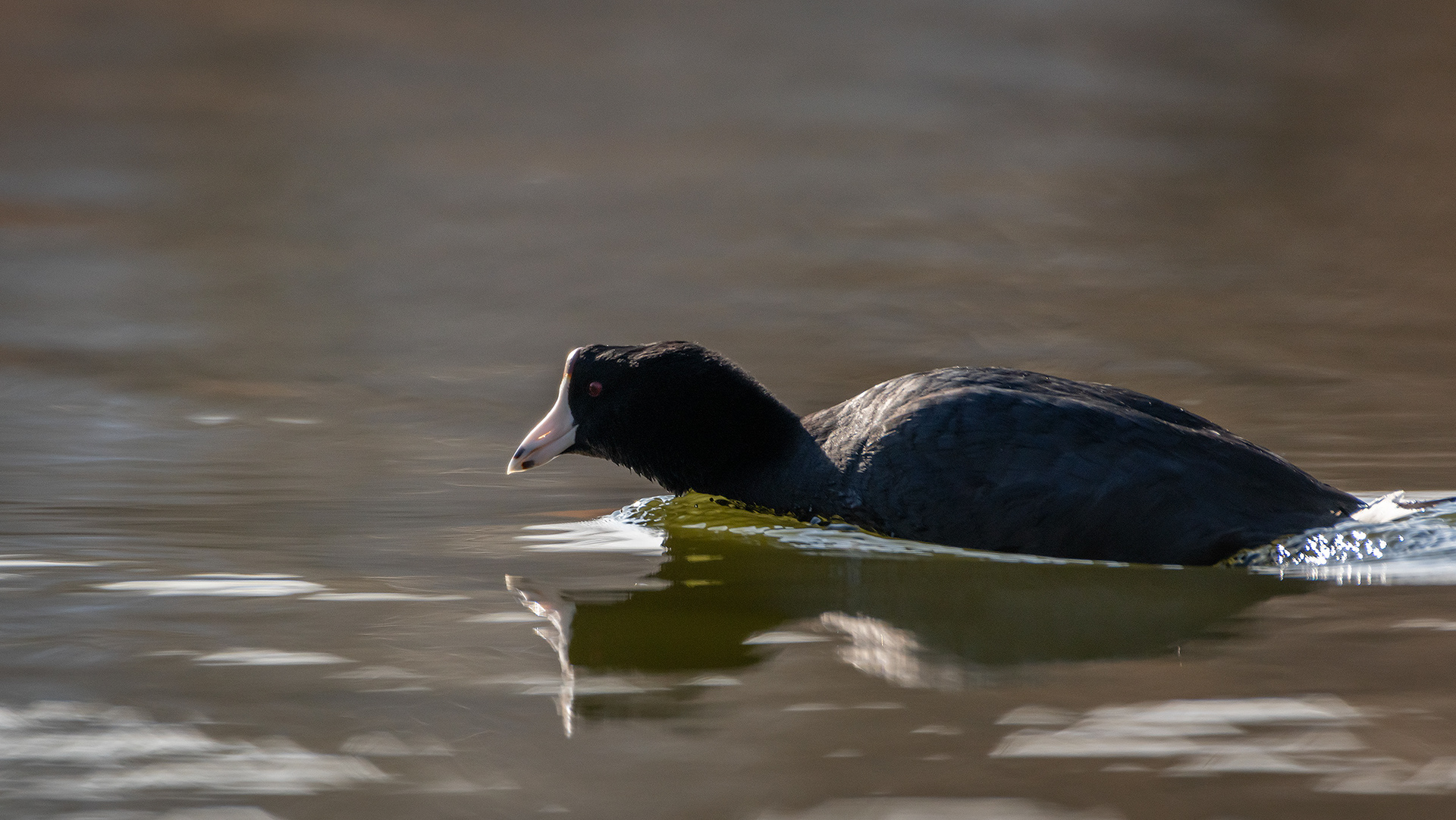 American Coot, Bridlewood Wetlands Park, Calgary, AB