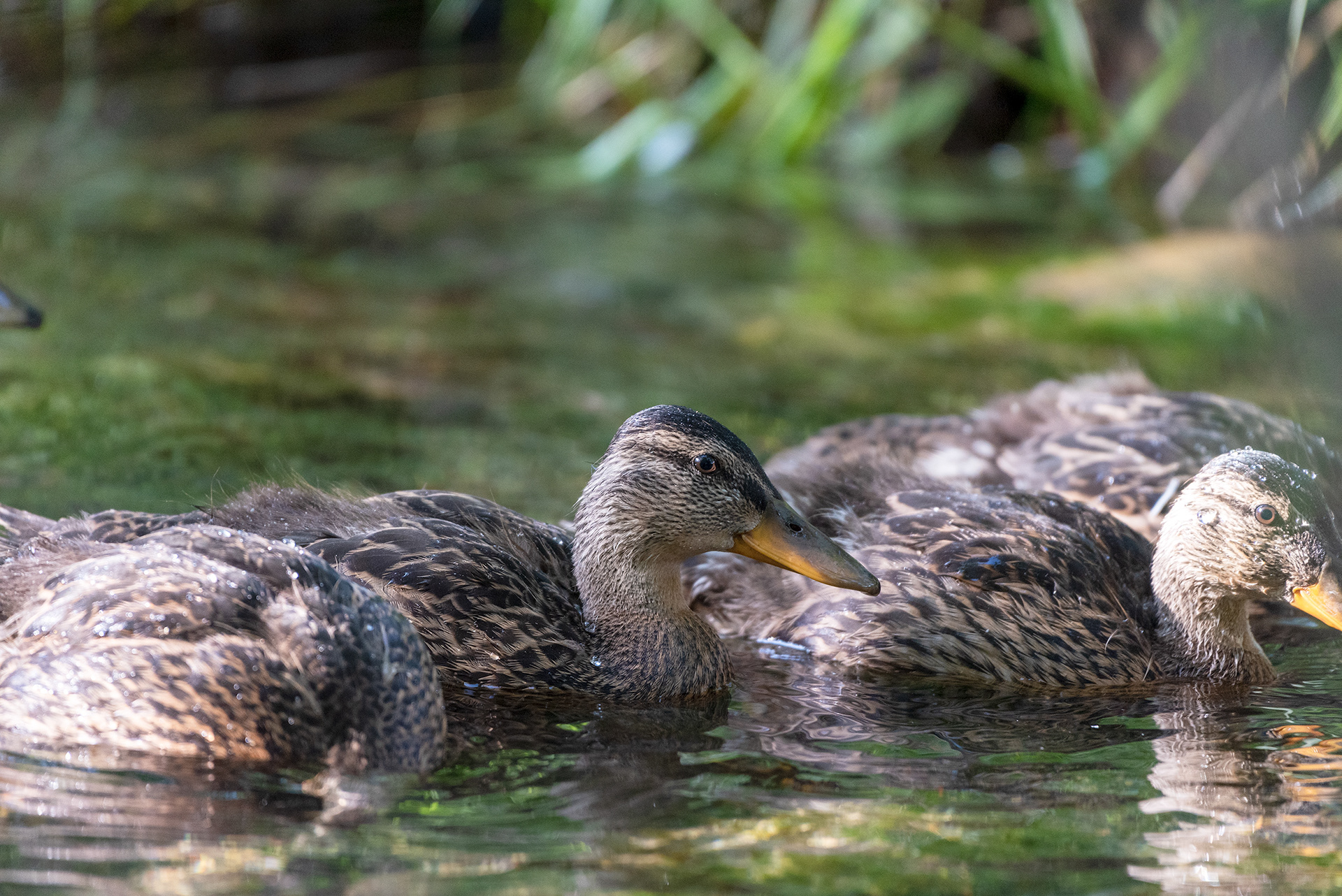 ducklings, Bridlewood Wetlands Park, Calgary, Alberta