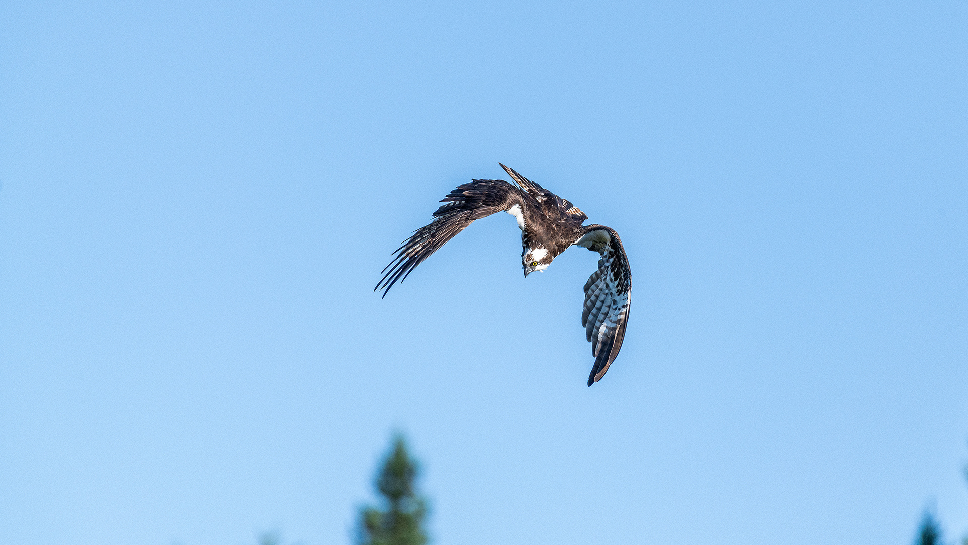 Osprey in flight, Marshall Springs - Fish Creek Prov. Park, Calgary, AB