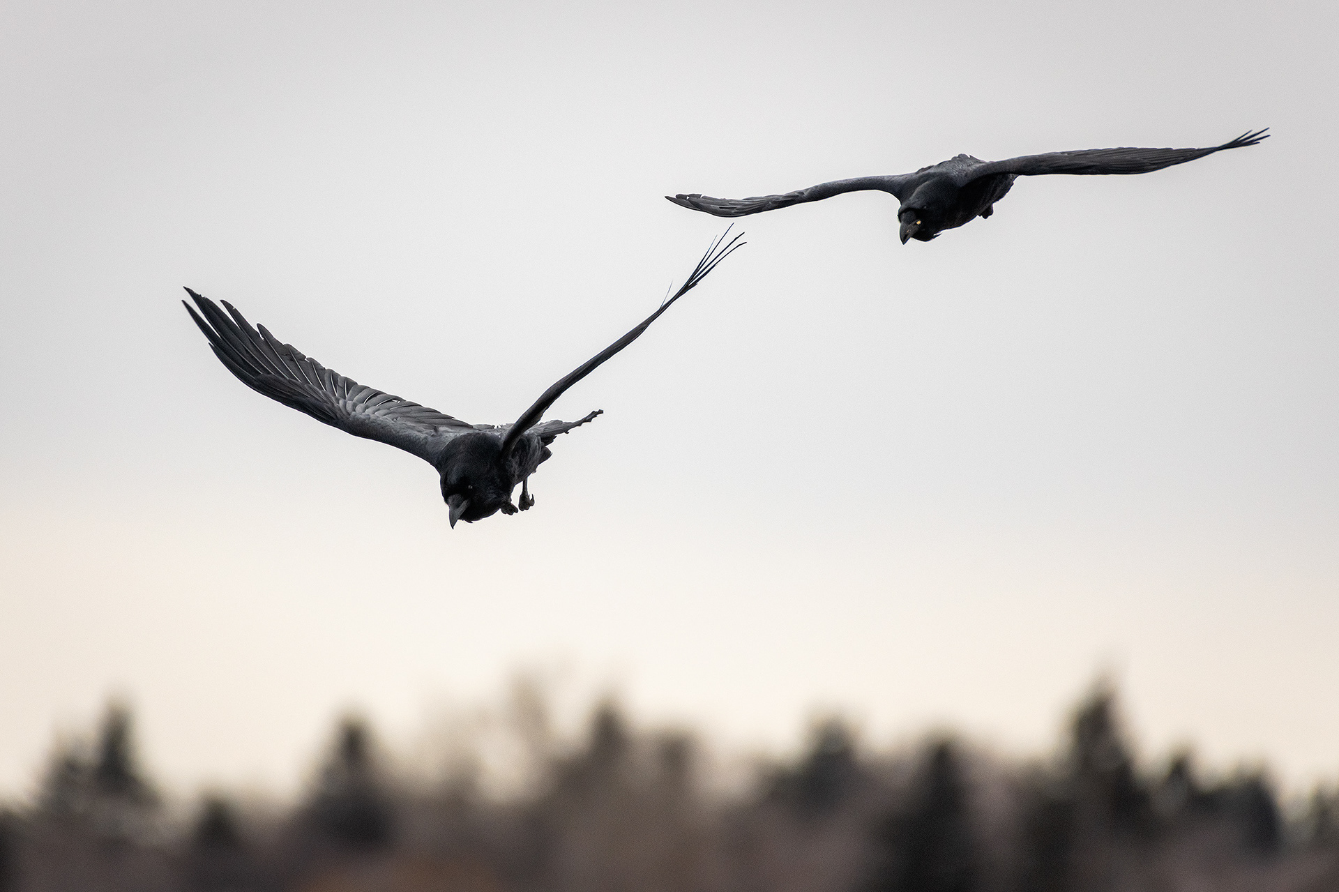 Common Ravens in flight - Southview Off Leash Dog Park, Calgary, AB