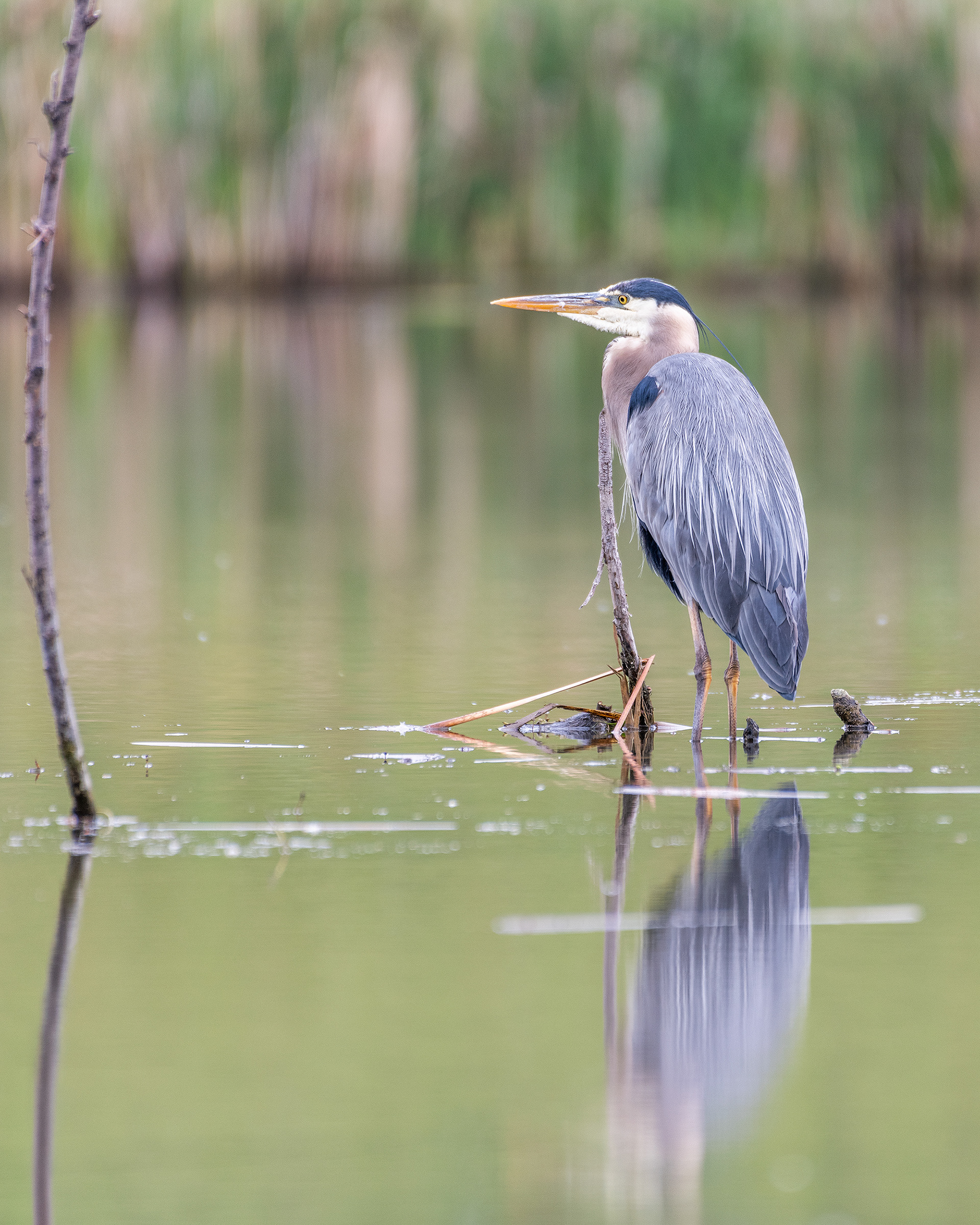Great Blue Heron, Marshall Springs - Fish Creek Prov. Park, Calgary, AB