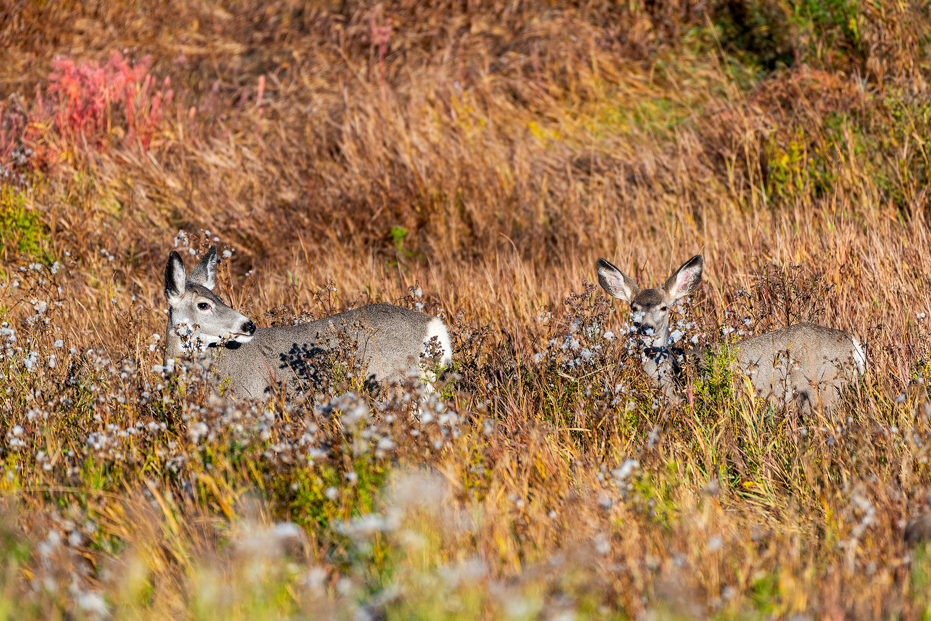 Mule deer at the Marshall Springs ponds in Fish Creek Provincial Park