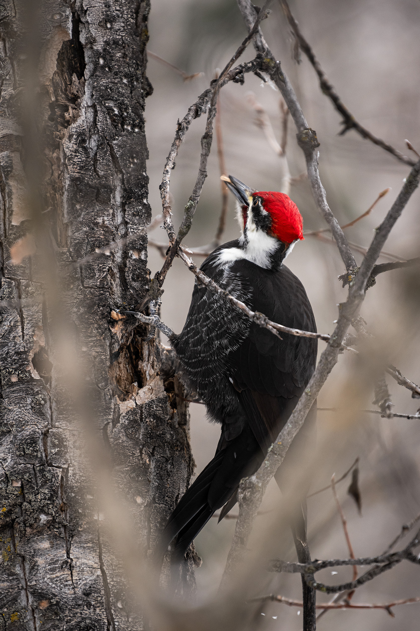 Pileated Woodpecker (male), near the Marshall Springs area of Fish Creek Provincial Park, Calgary, AB