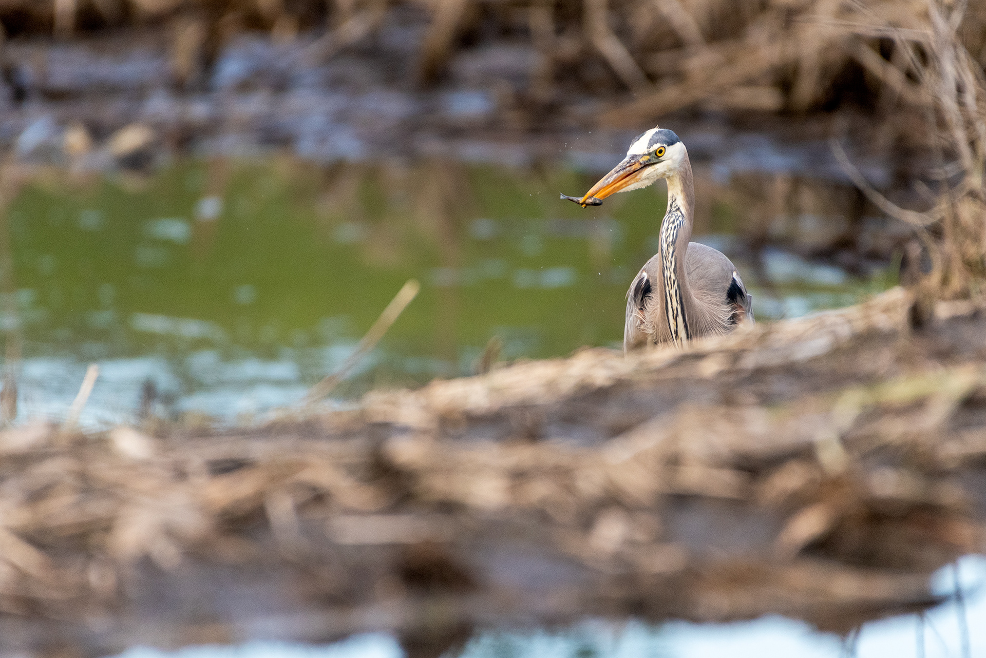 Great Blue Heron