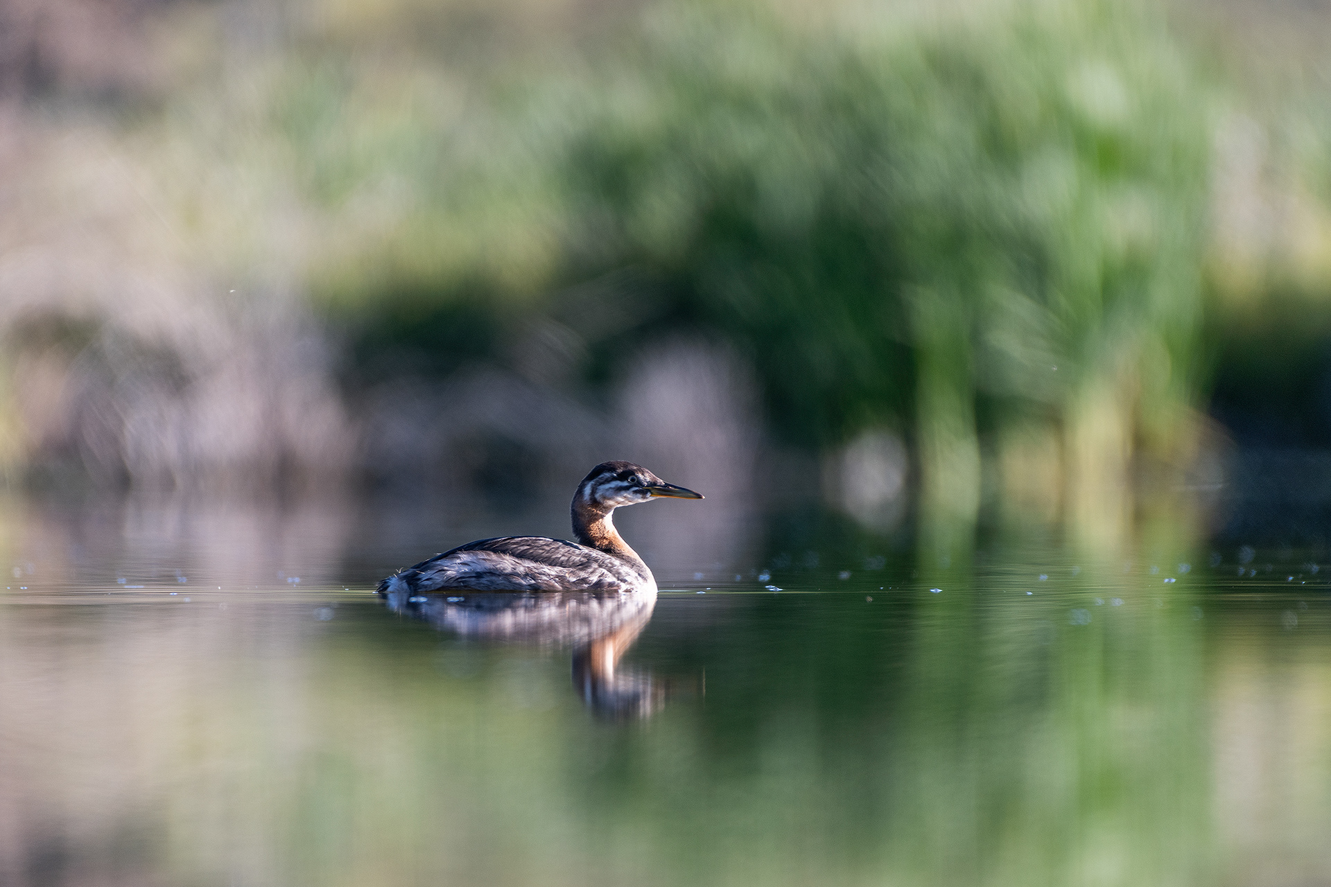 Red-necked Grebe (immature), Marshall Springs - Fish Creek Prov. Park, Calgary, AB