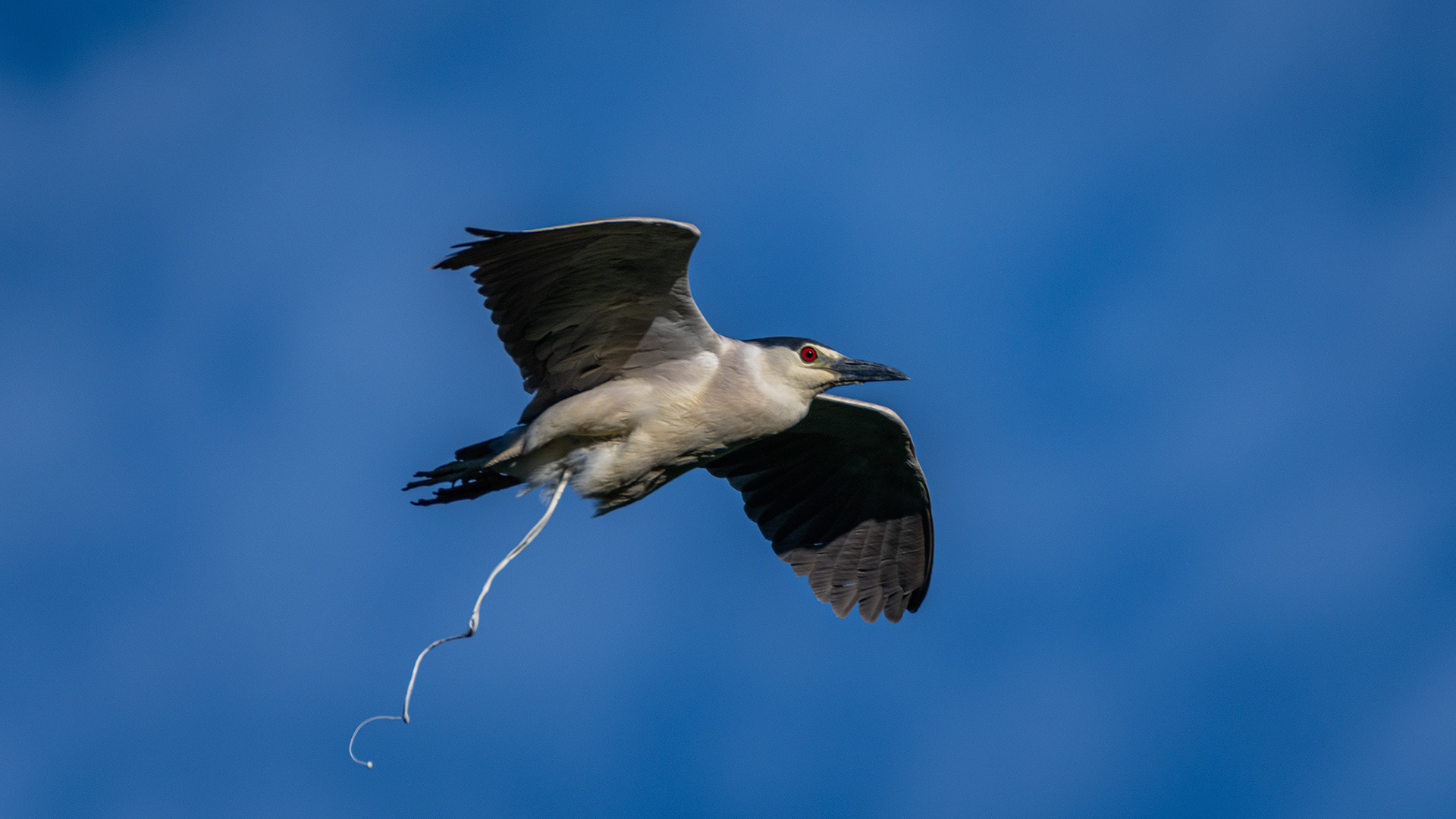Black-crowned Night-Heron (in flight), Marshall Springs ponds, Fish Creek Provincial Park, Calgary, AB