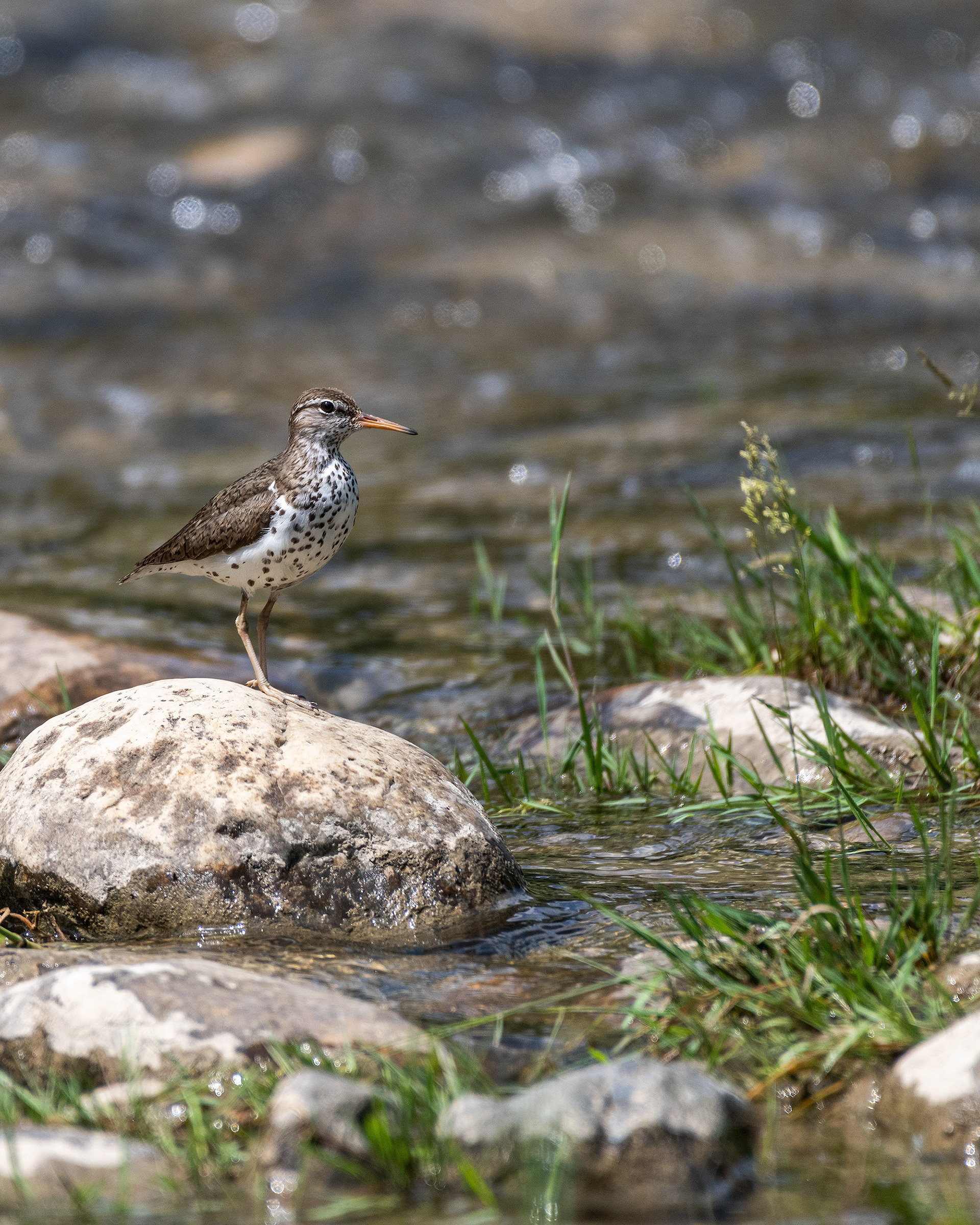 Spotted Sandpiper on a rock at Votier's Flats - Fish Creek Provincial Park, Calgary, Alberta