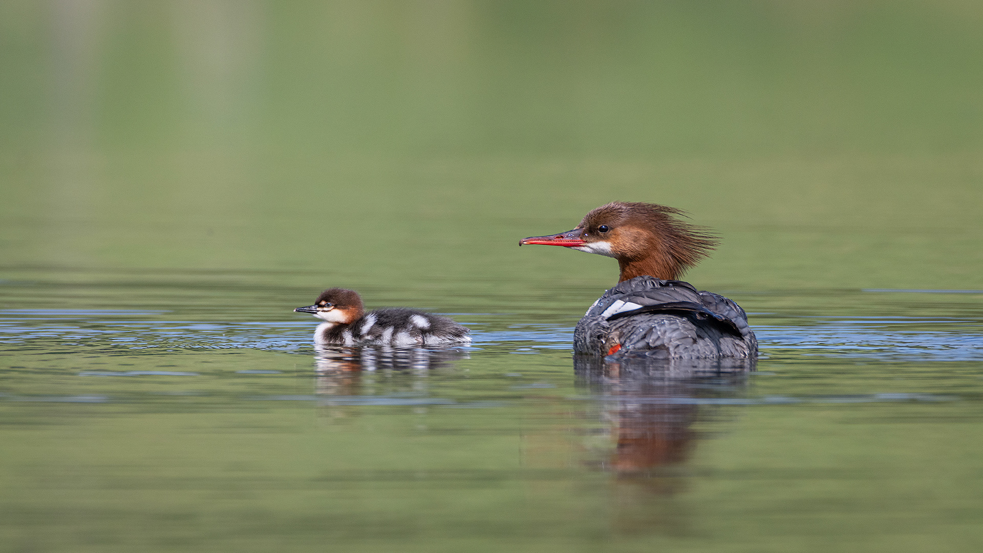 Common Mergansers, Marshall Springs ponds, Fish Creek Provincial Park, Calgary, AB