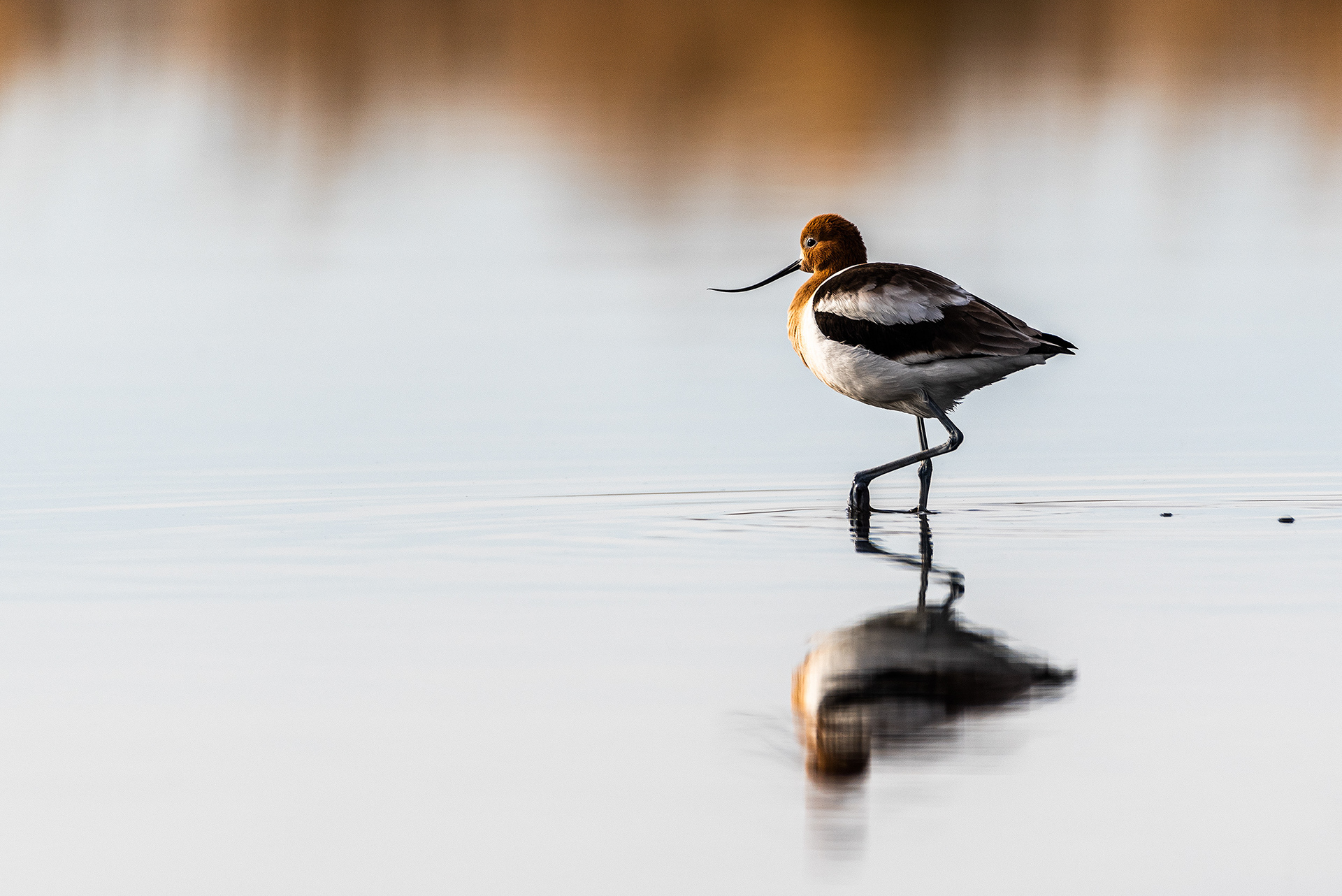 American Avocet at Frank Lake, Alberta
