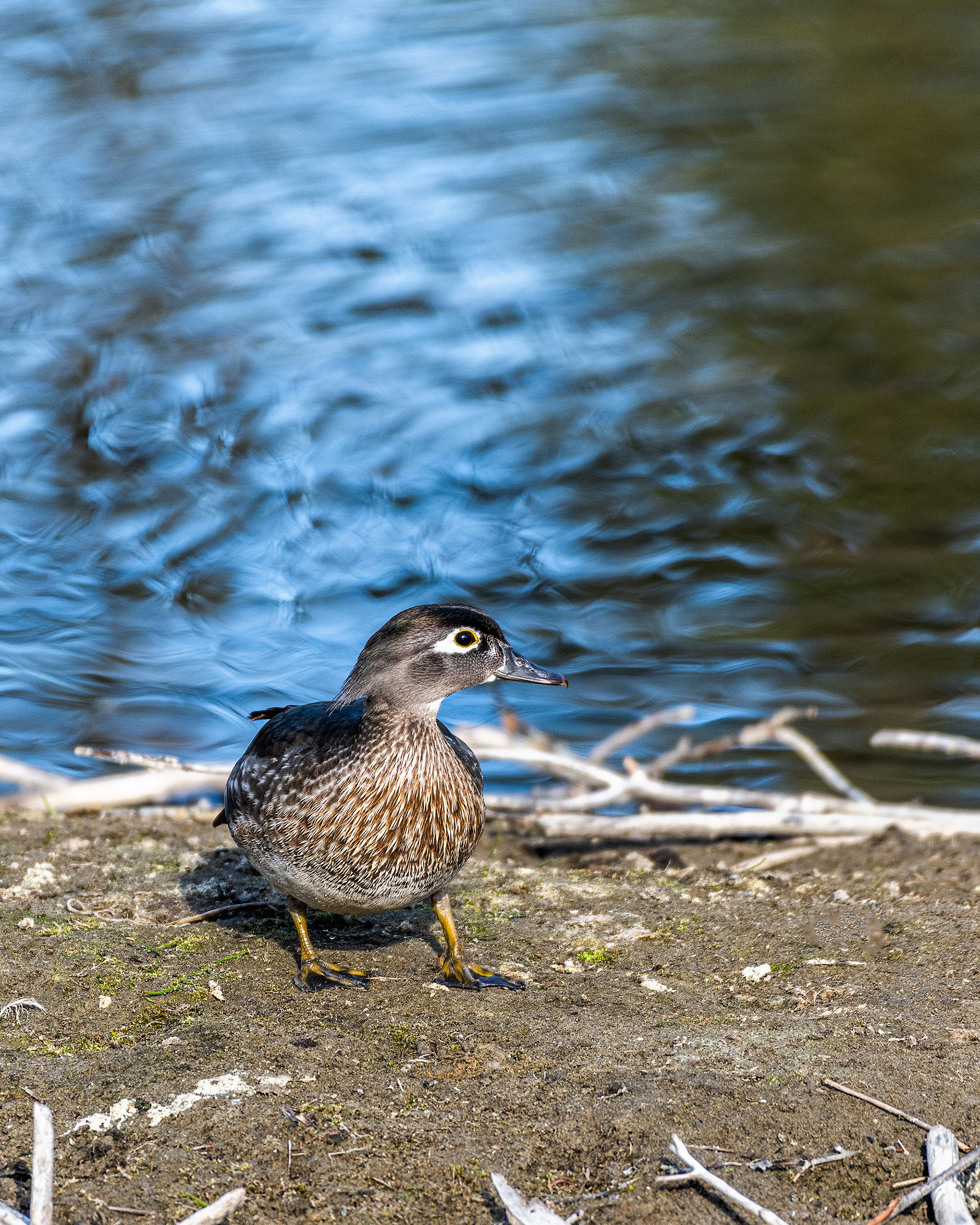 Wood Duck (female) at the Inglewood Bird Sanctuary & Nature Centre, Calgary, Alberta