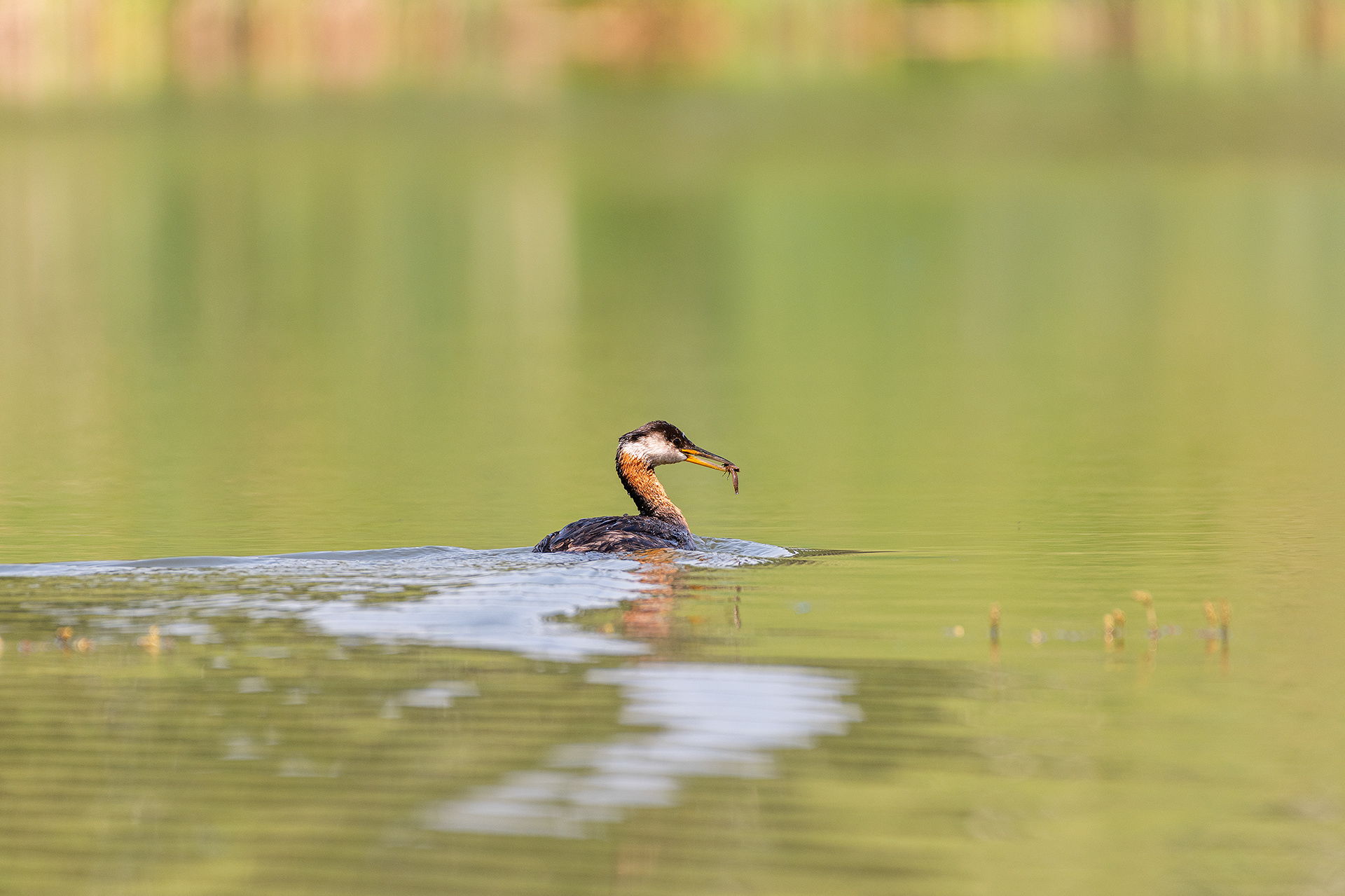 Red-necked Grebe (female), Marshall Springs - Fish Creek Prov. Park, Calgary, AB