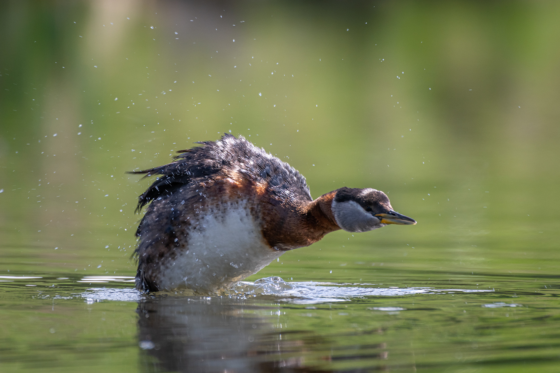 Red-necked Grebe, Marshall Springs ponds, Fish Creek Provincial Park, Calgary, AB