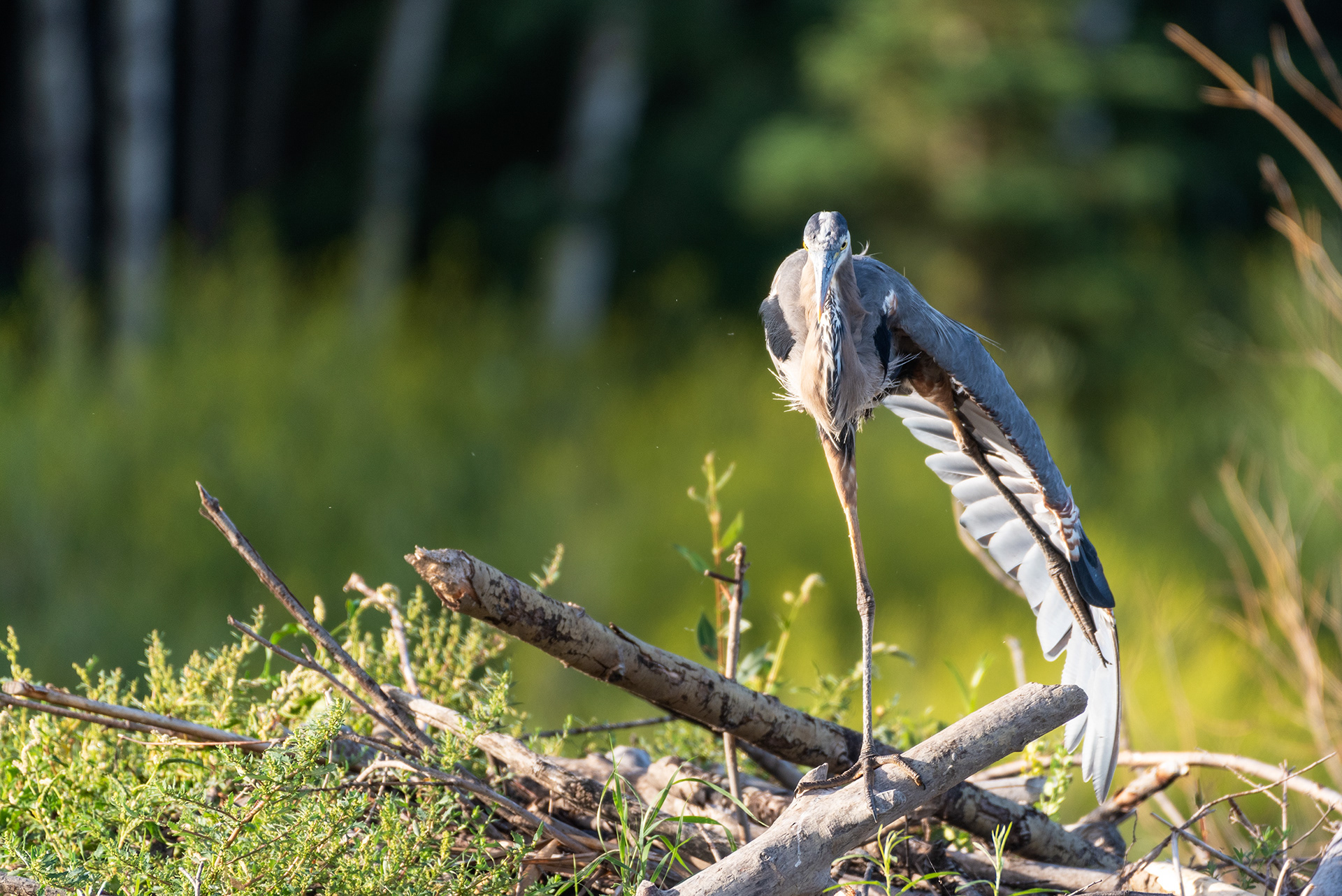 Great Blue Heron
