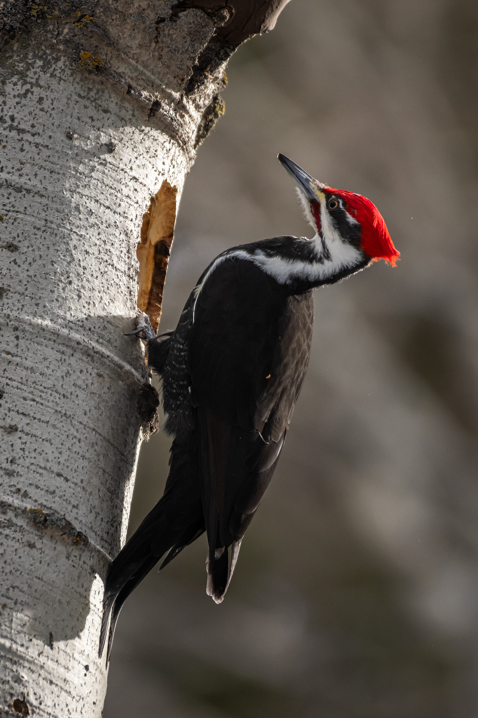 Pileated Woodpecker (male), near Marshall Springs, Fish Creek Provincial Park, Calgary, AB