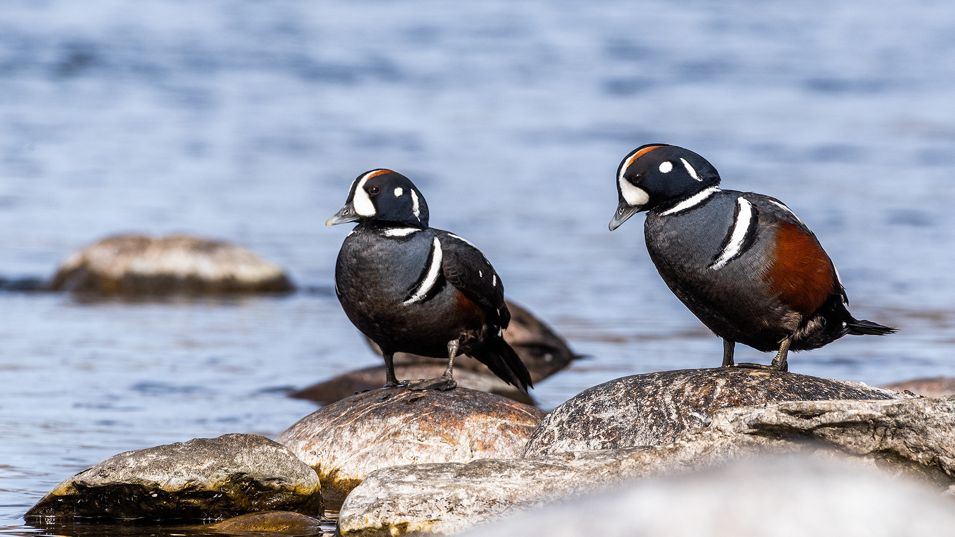 Harlequin Ducks on the bank of the Bow River near Carburn Park, Calgary, AB