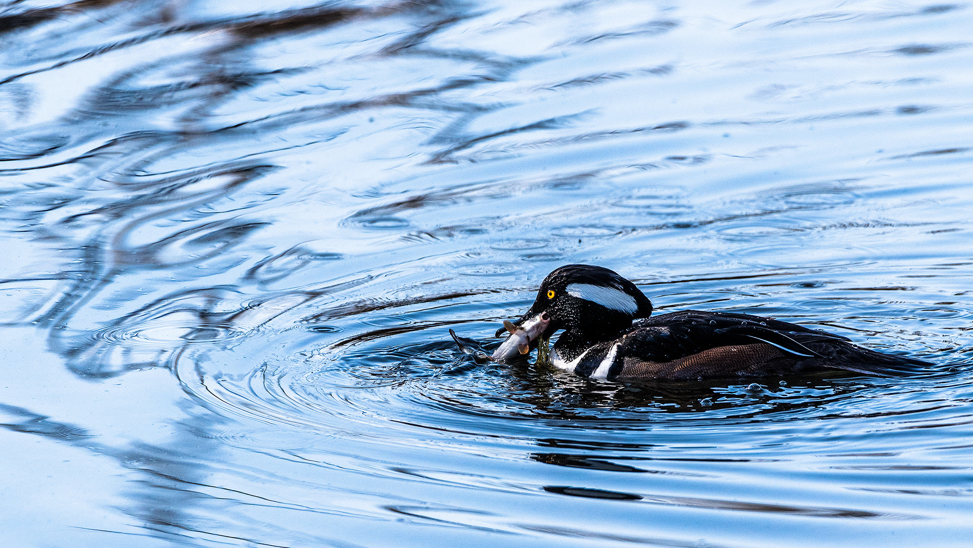 Hooded Merganser (male) at the Inglewood Bird Sanctuary & Nature Centre, Calgary, Alberta