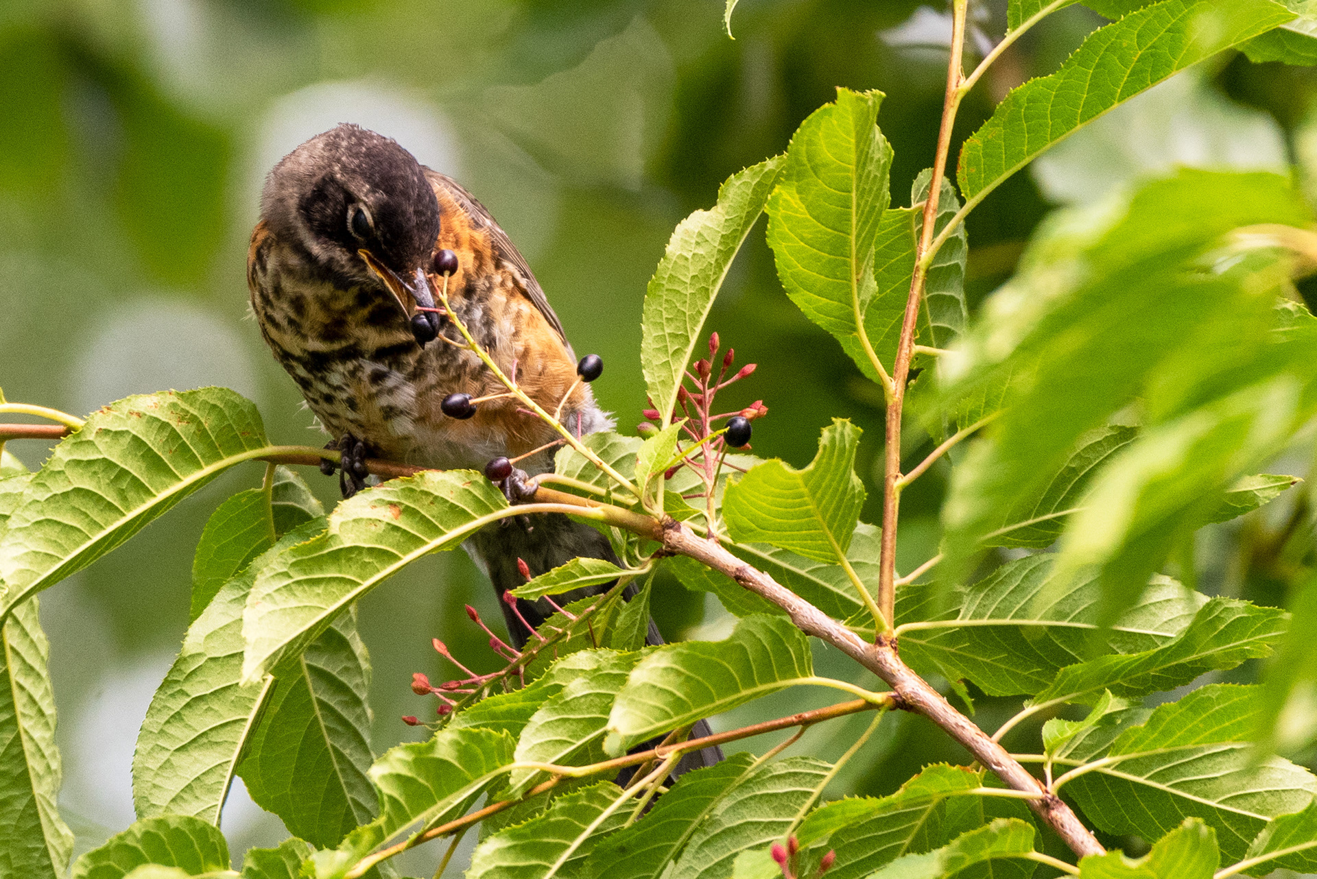 Juvenile American Robin learning to feed itself by going for a berry