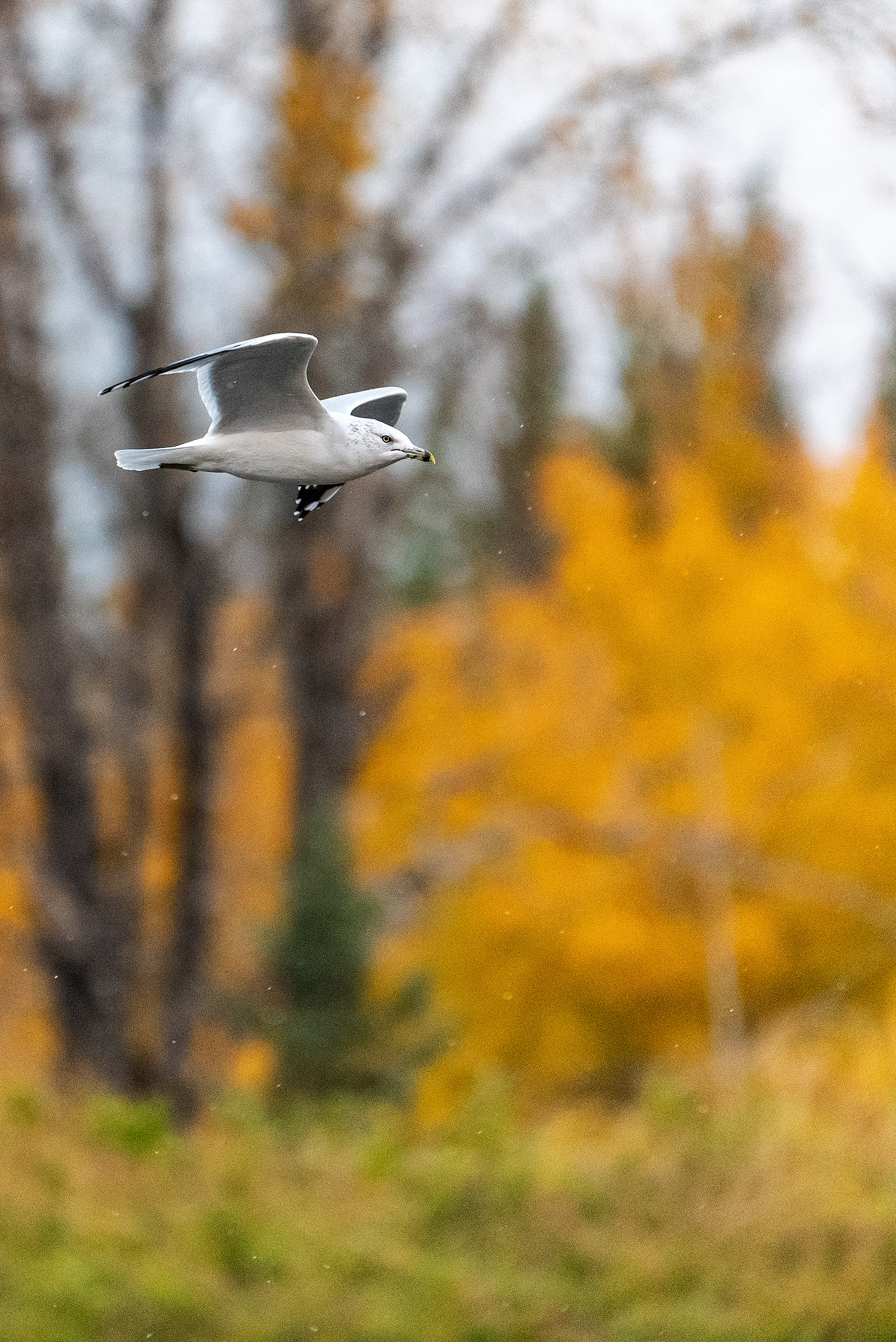 Ring-billed Gull, in flight, in light rain, at the Marshall Springs ponds in Fish Creek Provincial Park