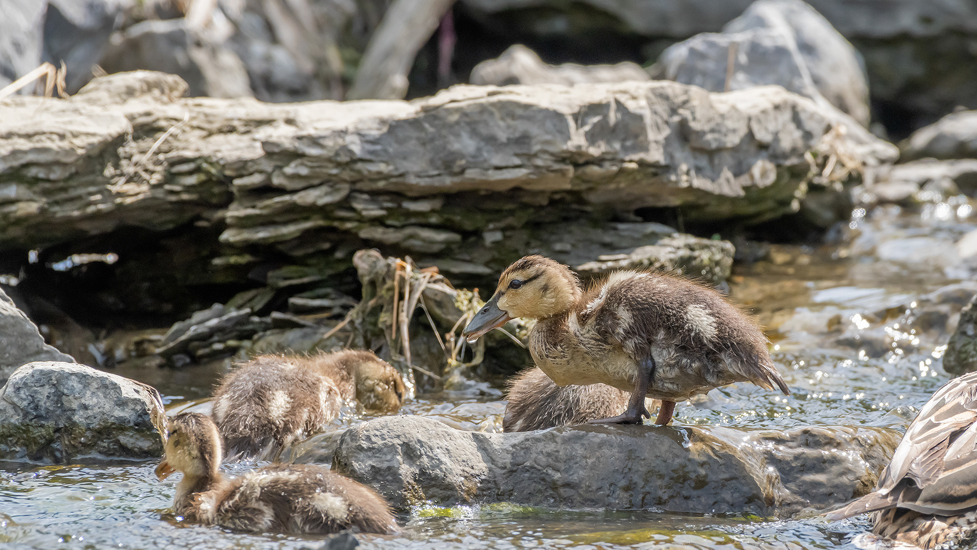 Mallard Ducklings near the Marshall Springs ponds in Fish Creek Provincial Park, Calgary, Alberta