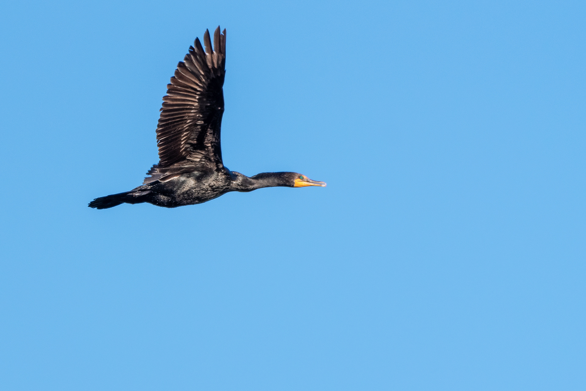 Double-crested Cormorant in flight