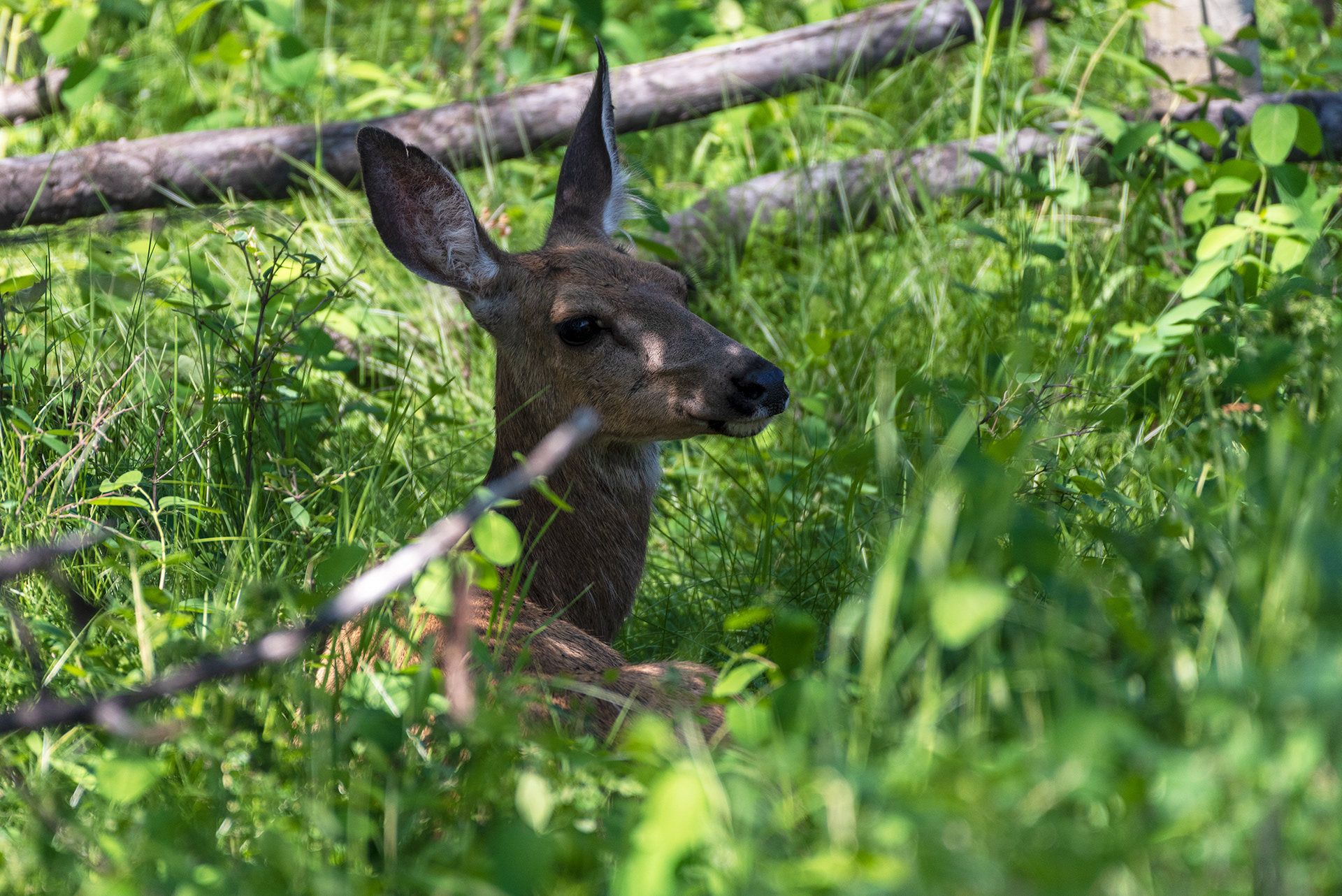 Doe laying in a nicely shaded grassy spot