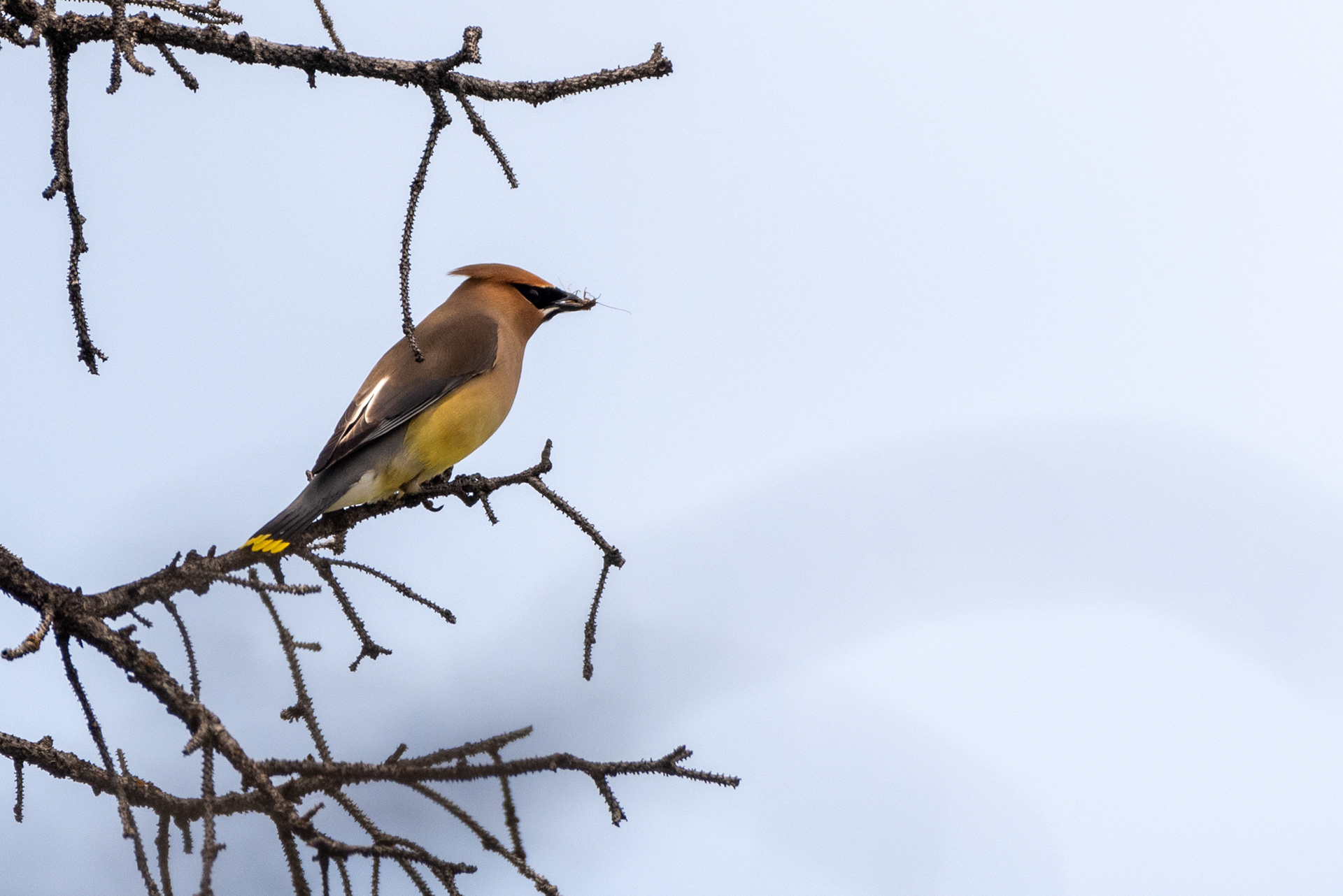 Cedar Waxwing, Weaselhead Flats , Elbow River, Calgary, Alberta