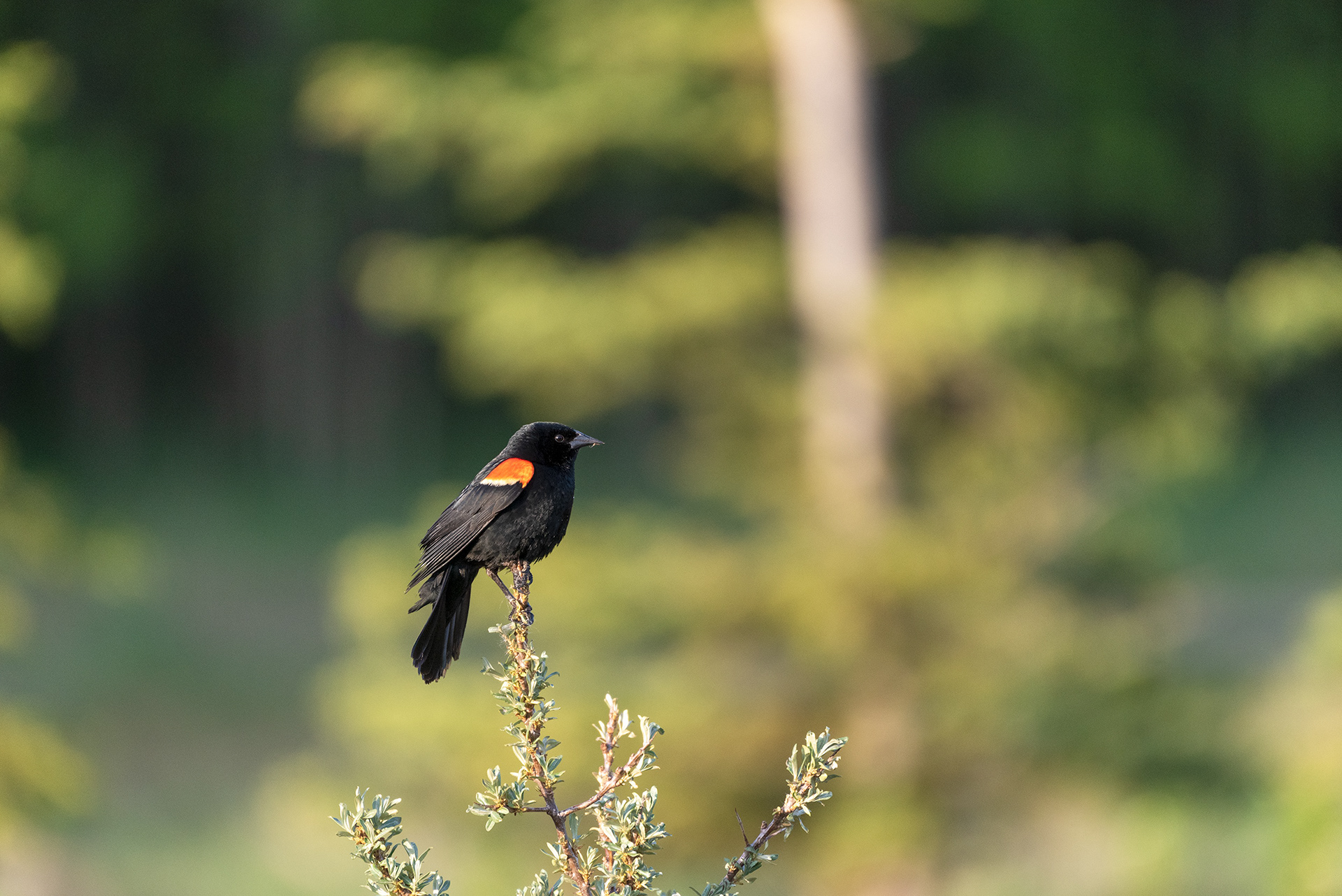 Red-winged Blackbird, Marshall Springs, Fish Creek Provincial Park, Calgary, Alberta