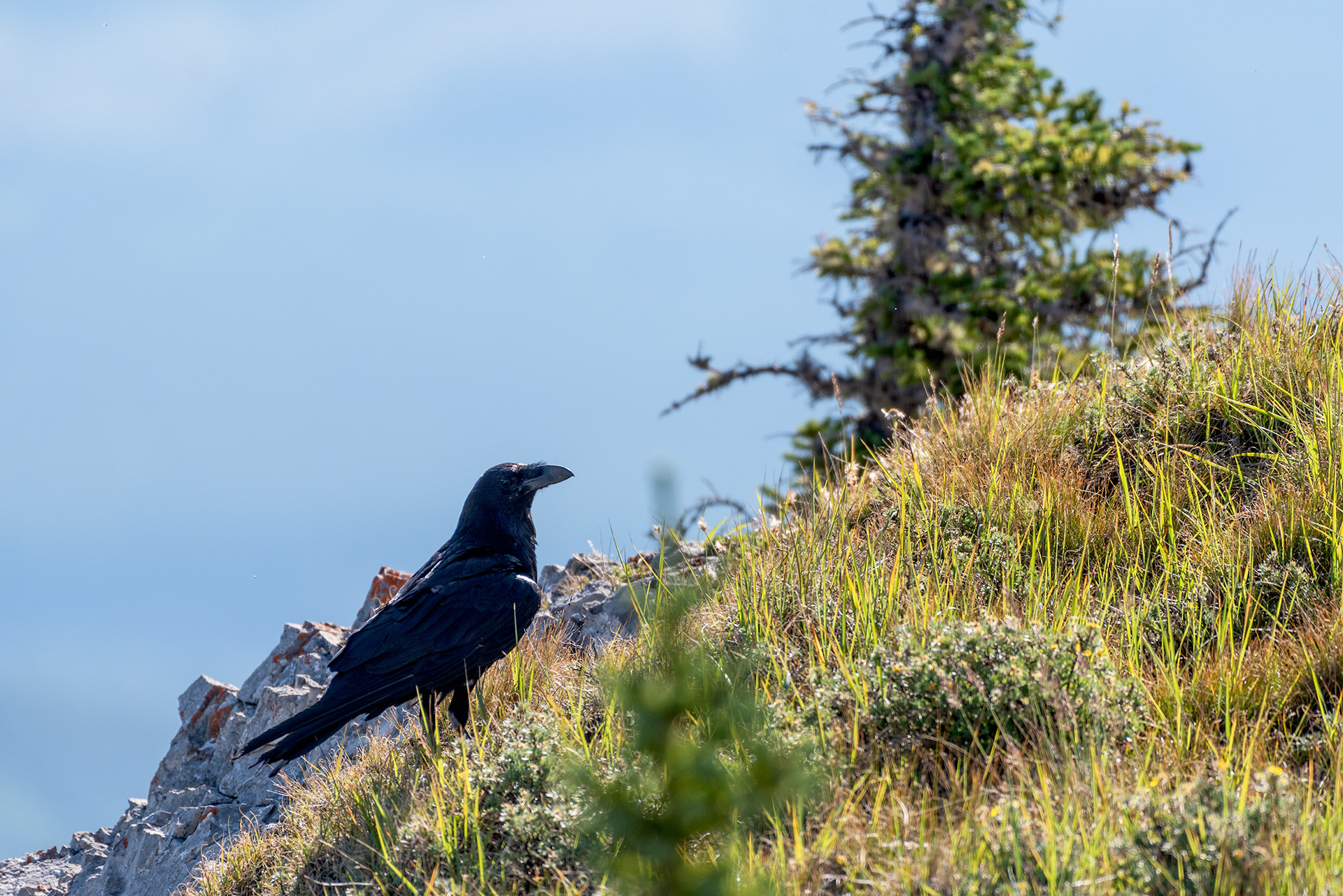 Common Raven