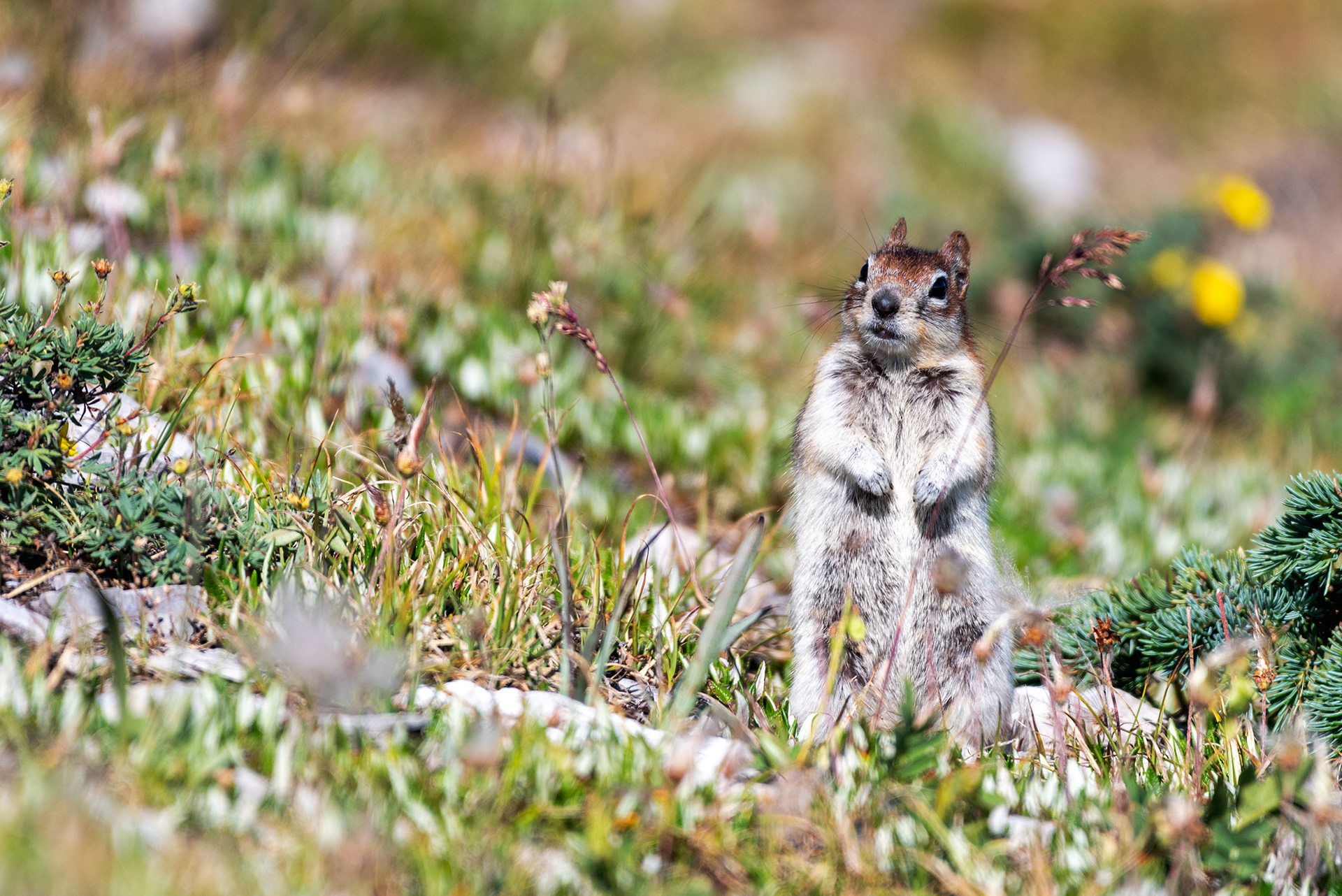 Chipmunk