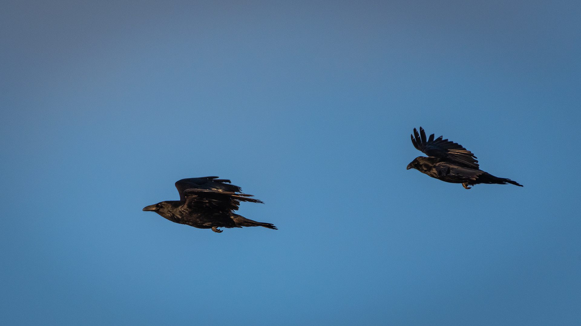 Common Ravens in flight - Southview Off Leash Dog Park, Calgary, AB