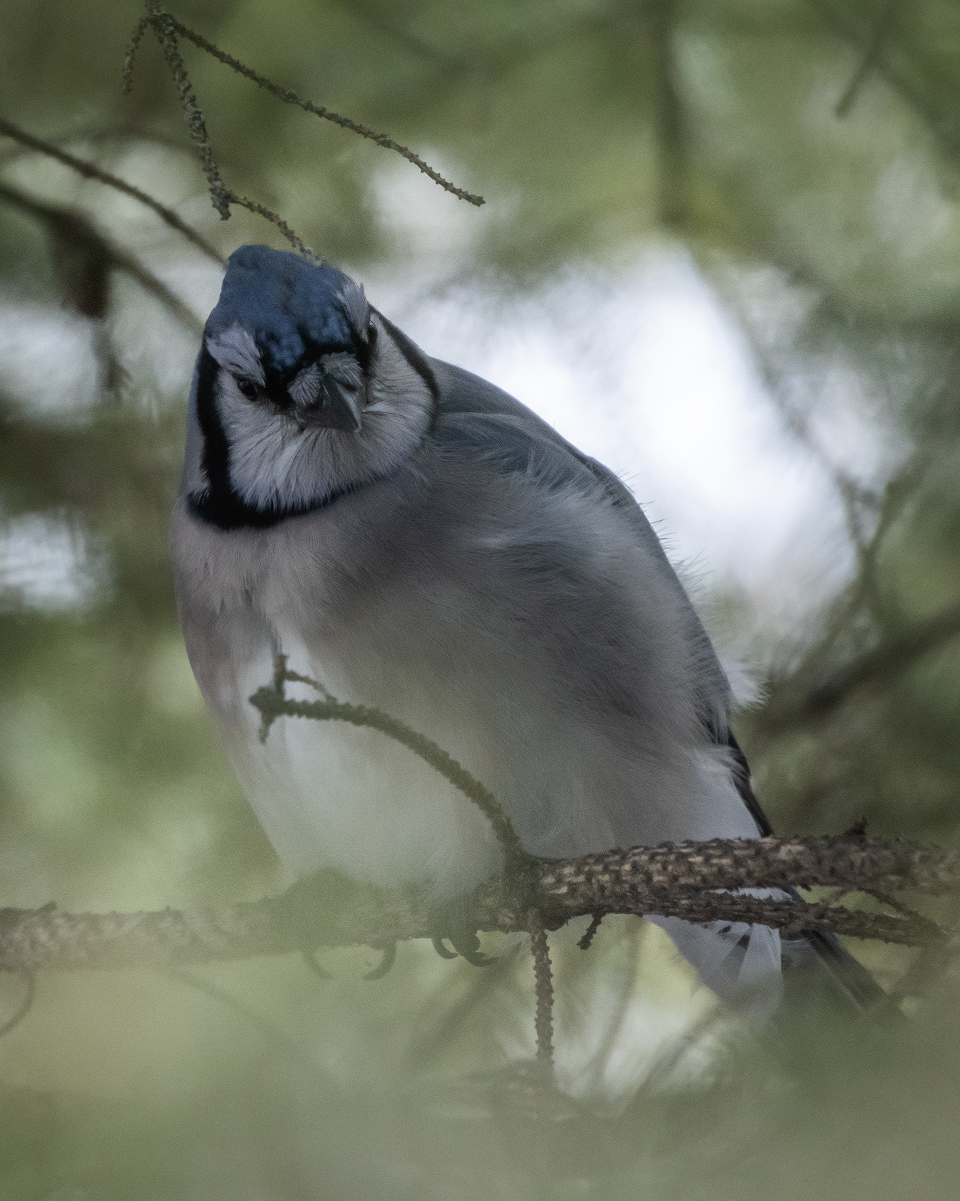 Blue Jay, near the Marshall Springs area of Fish Creek Provincial Park, Calgary, AB