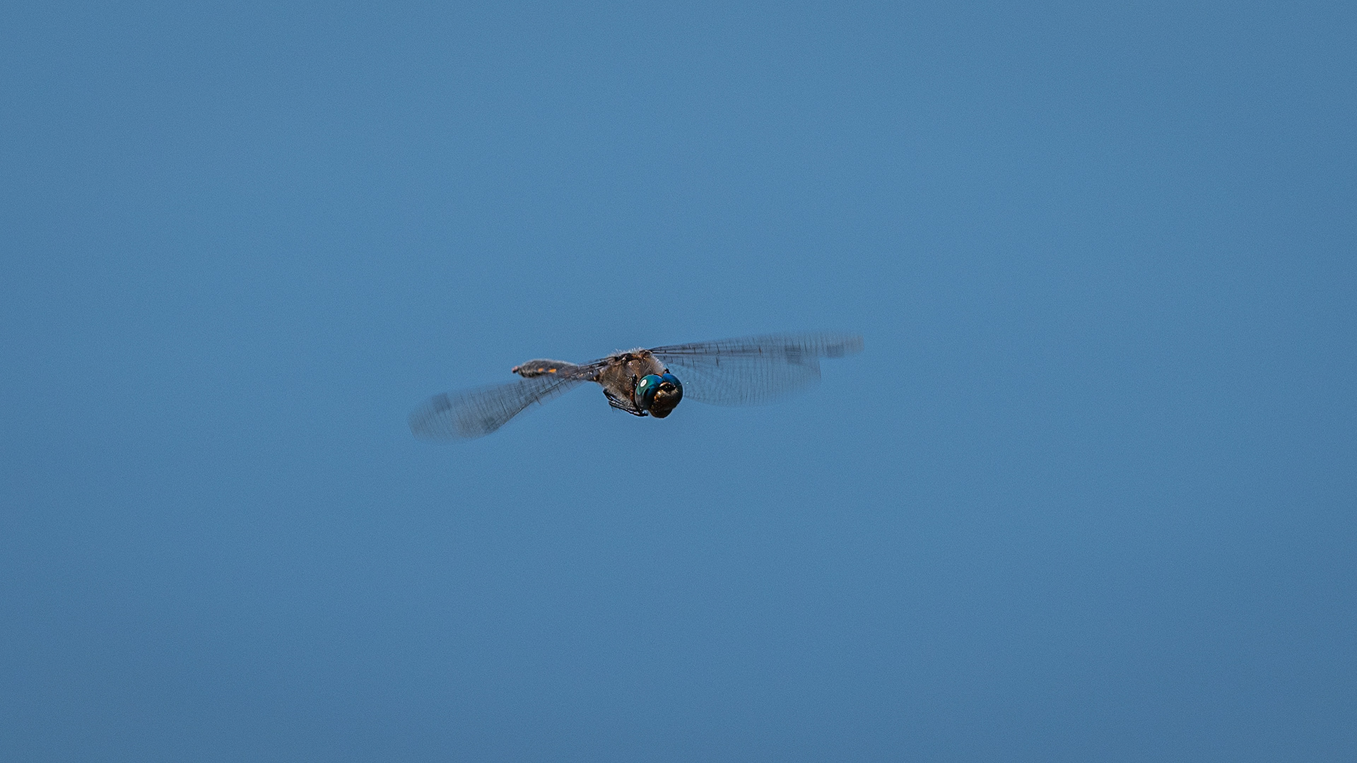 Dragonfly (in flight), Marshall Springs ponds, Fish Creek Provincial Park, Calgary, AB