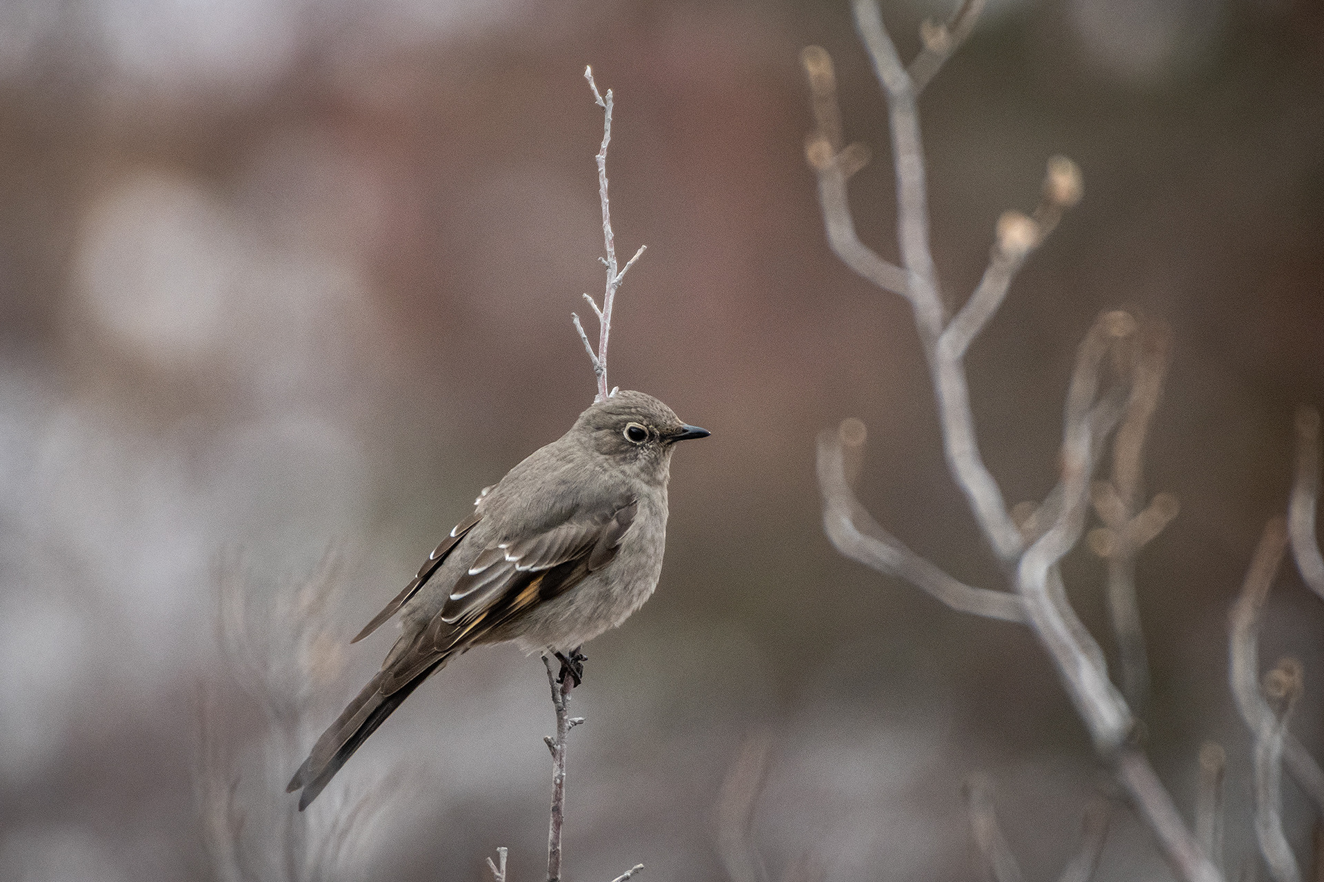 Townsend's Solitaire? Flycatcher of some type? (not sure) - Southview Off Leash Dog Park, Calgary, AB