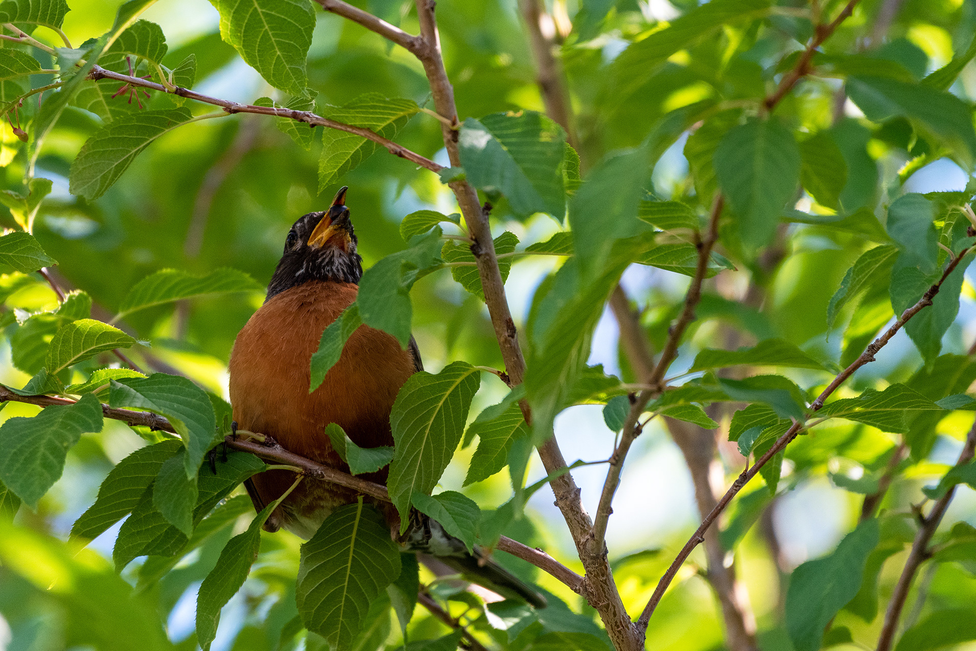 American Robin with a berry in his bill