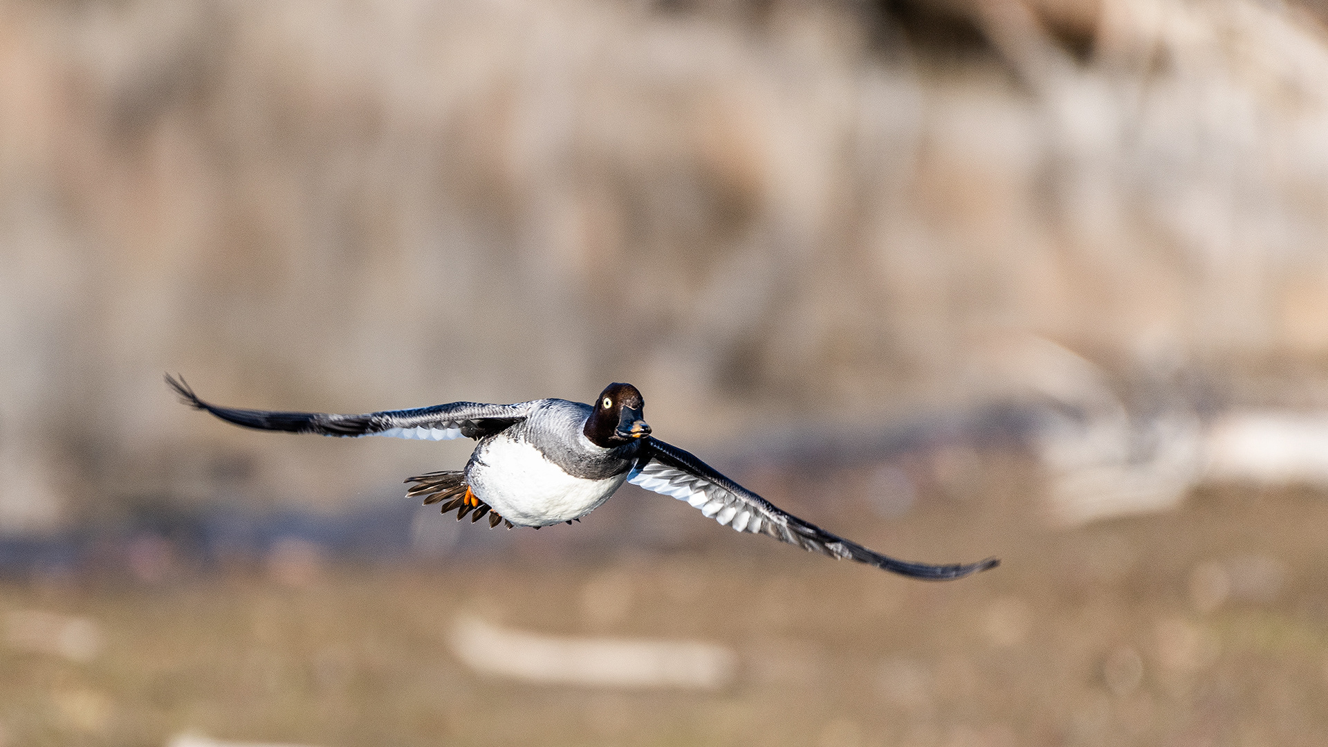 Common Goldeneye (female) in flight at the Inglewood Bird Sanctuary & Nature Centre, Calgary, Alberta