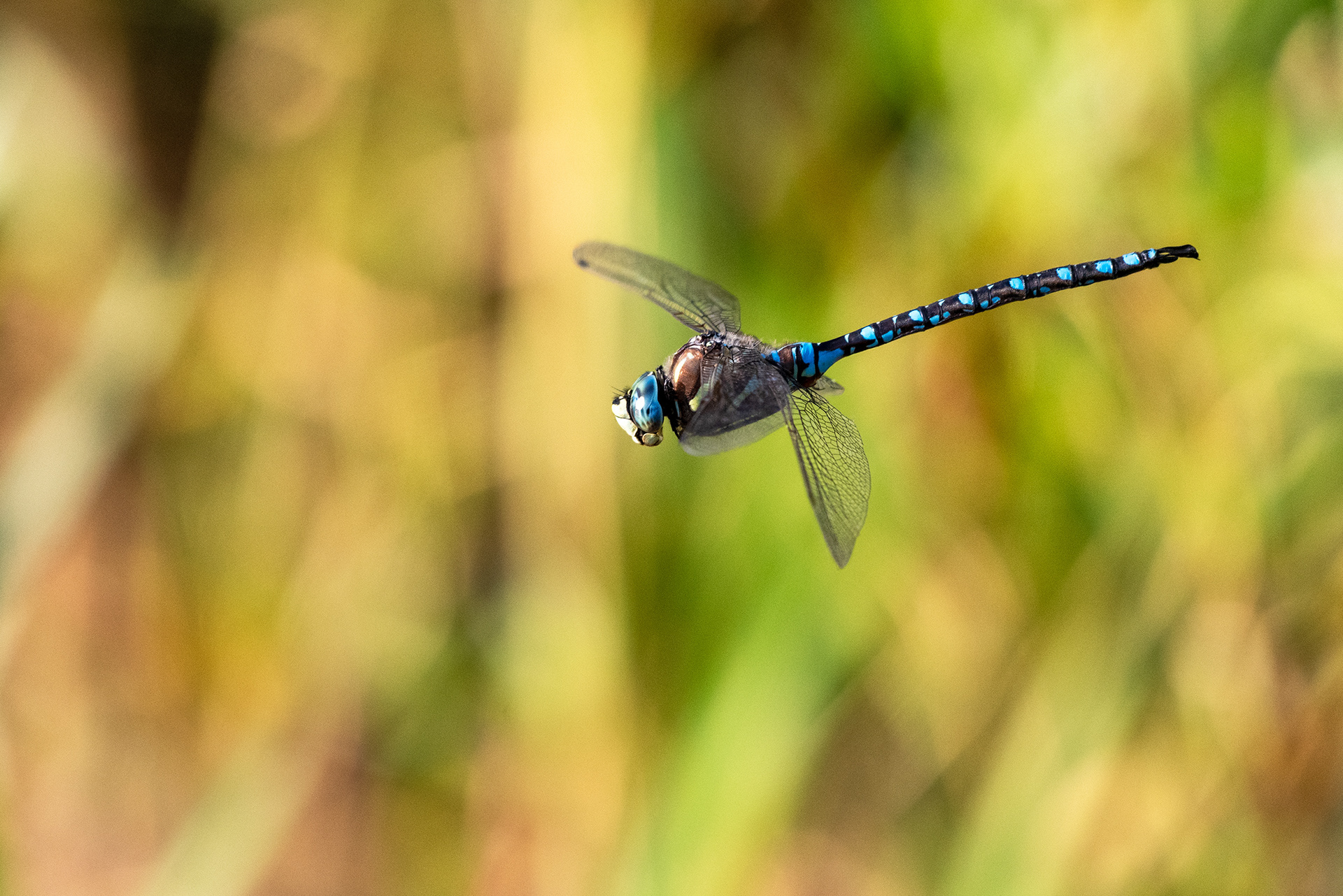 Dragonfly in flight