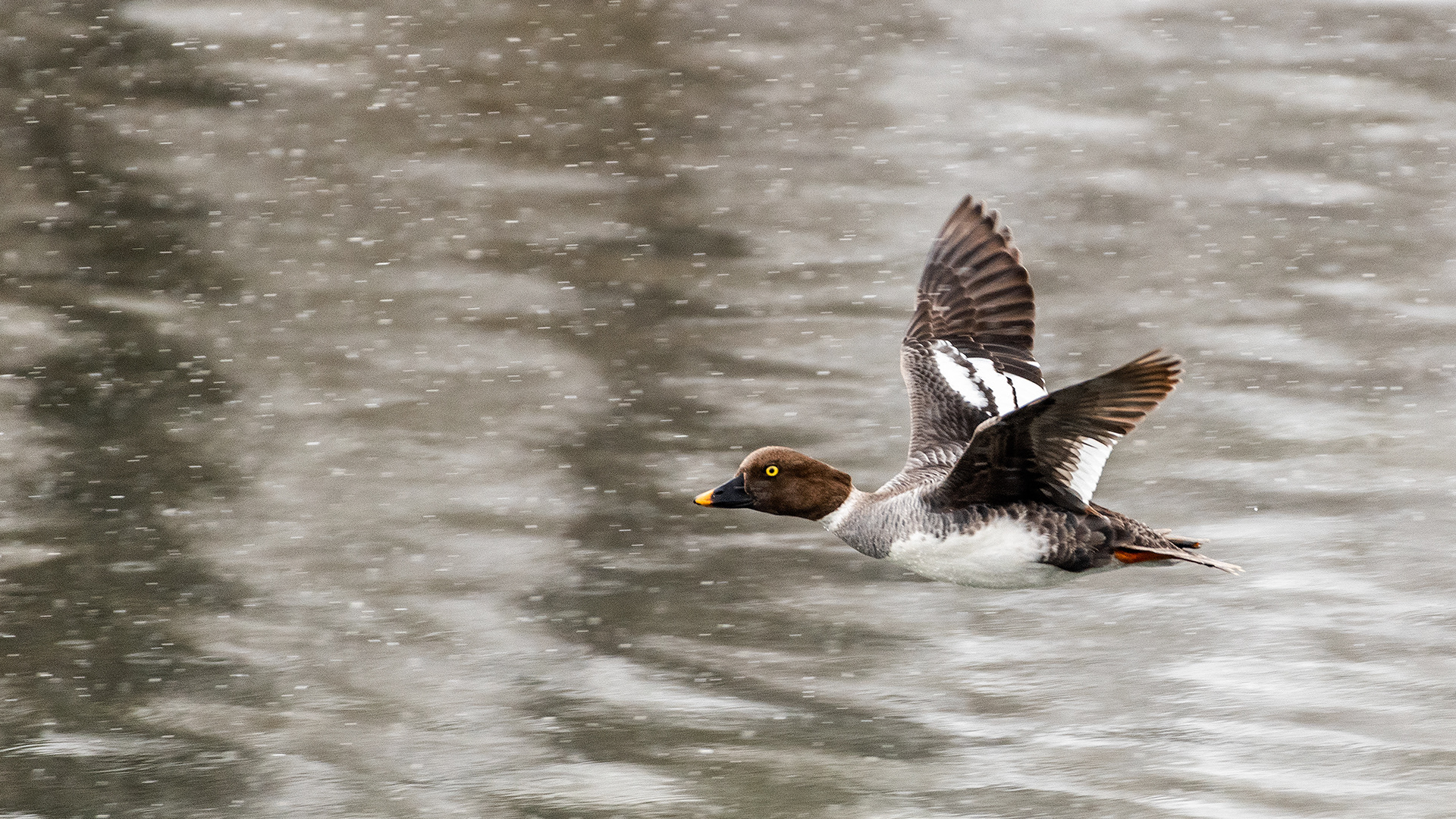 Common Goldeneye (female) in flight at the Inglewood Bird Sanctuary & Nature Centre, Calgary, Alberta