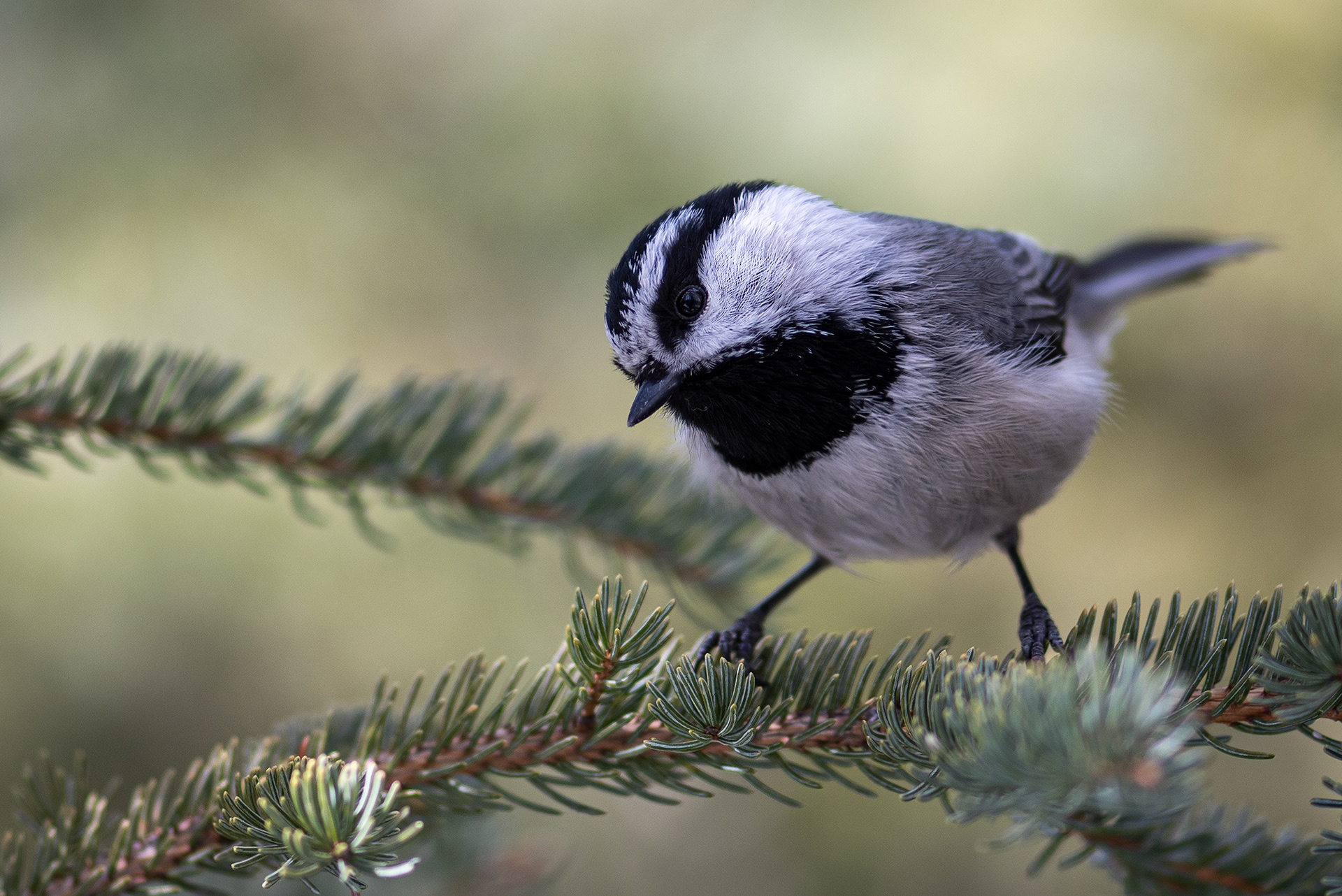 Mountain Chickadee, near the Marshall Springs area of Fish Creek Provincial Park, Calgary, AB