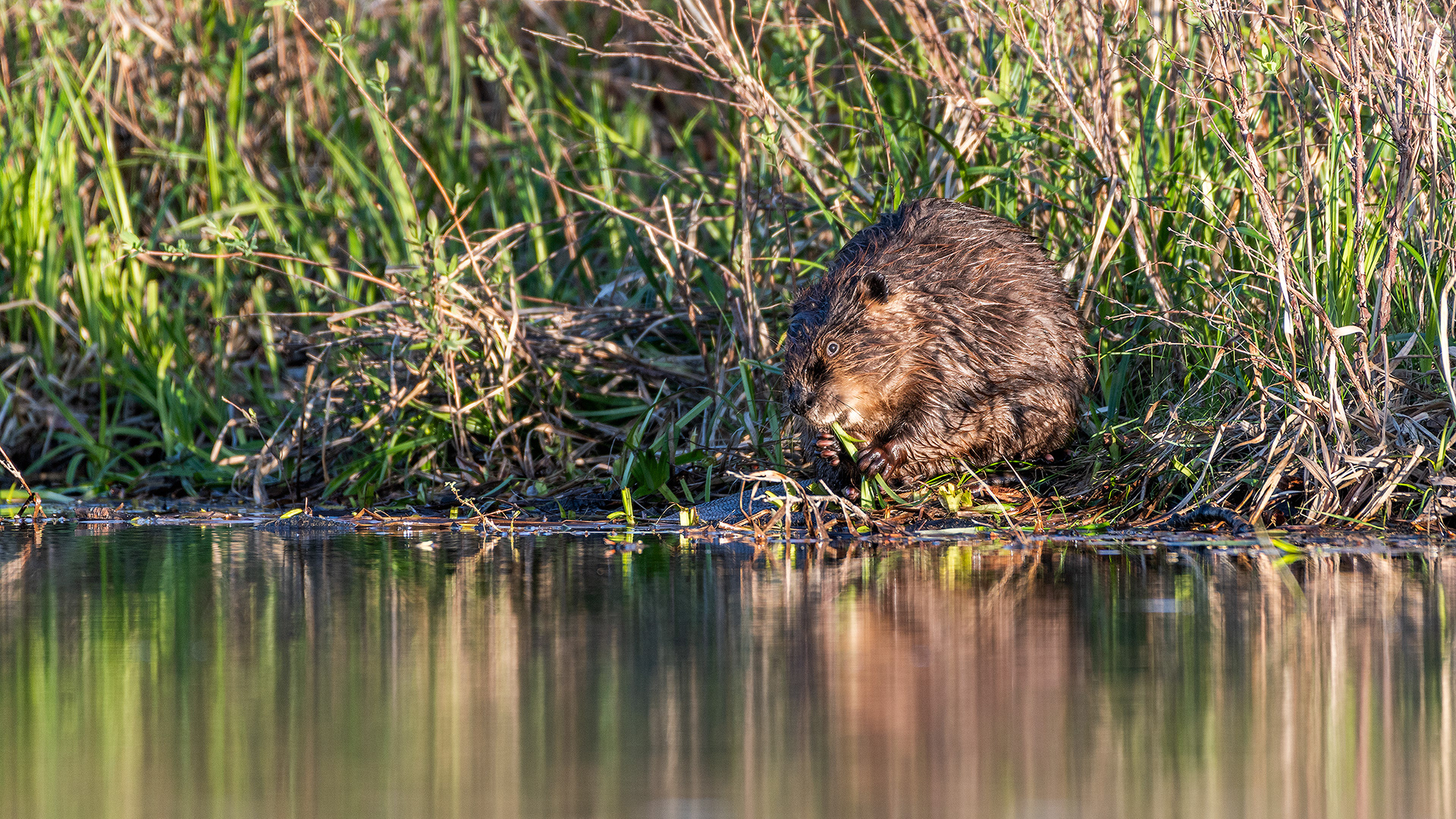 Beaver (munching away) at Boat Launch Day Use Area, Fish Creek Provincial Park, Calgary, Alberta