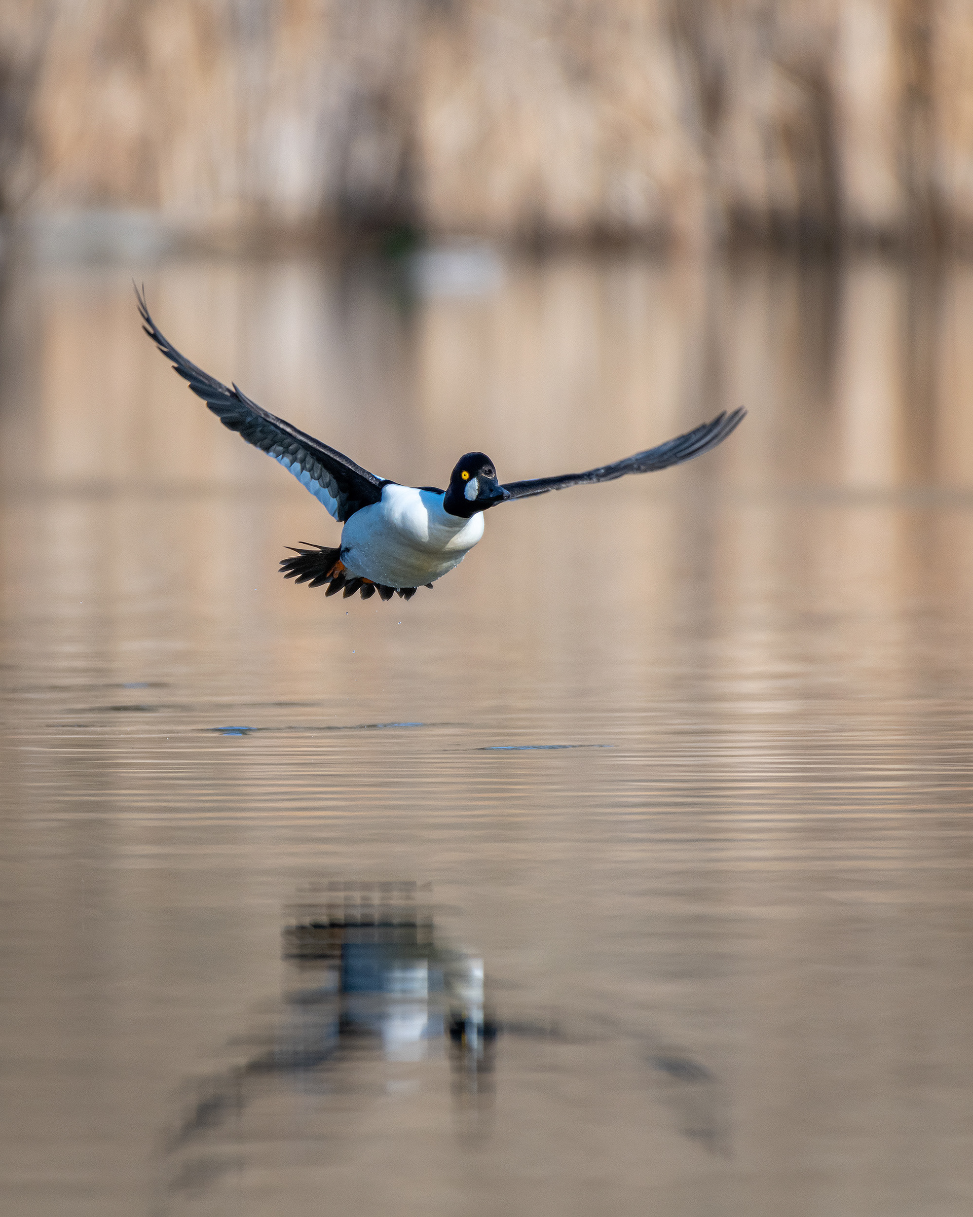 Common Goldeneye (male) in flight, Marshall Springs, Fish Creek Provincial Park, Calgary, AB