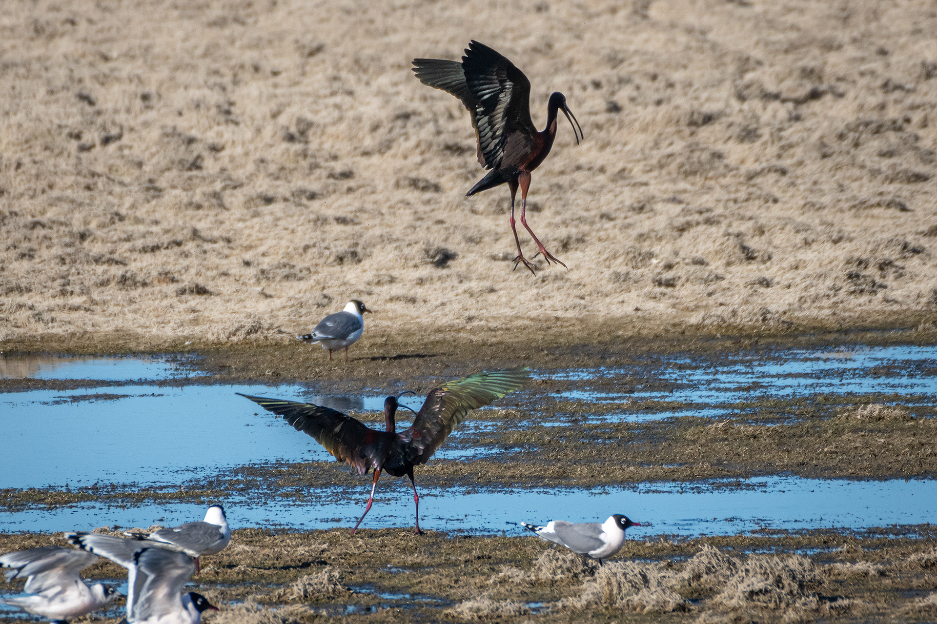 White-faced Ibises, Glenmore Reservoir, North Glenmore Park, Calgary, AB