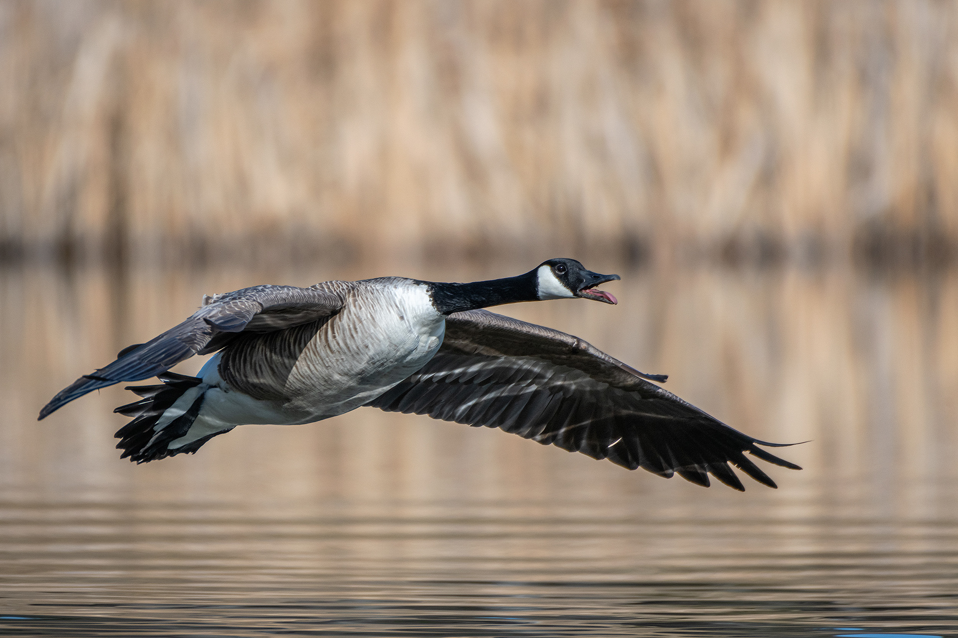 Canada Goose (in flight), Marshall Springs, Fish Creek Provincial Park, Calgary, AB