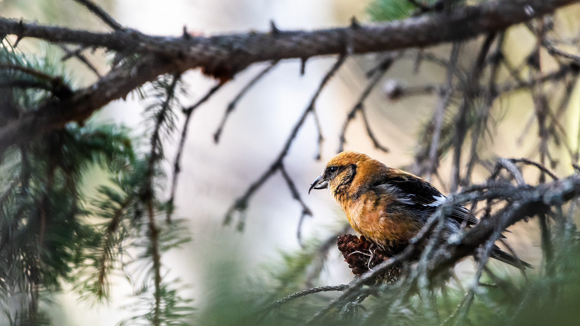 White-winged Crossbill (female) near Marshall Springs in Fish Creek Provincial Park
