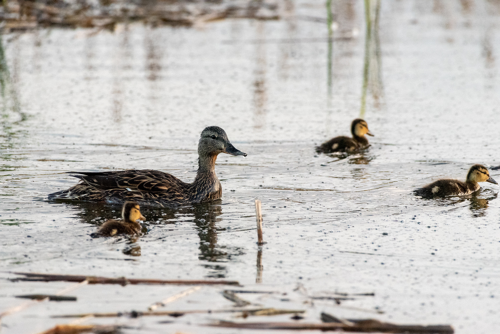 Mallard, ducklings, Marshall Springs, Fish Creek Provincial Park, Calgary, Alberta
