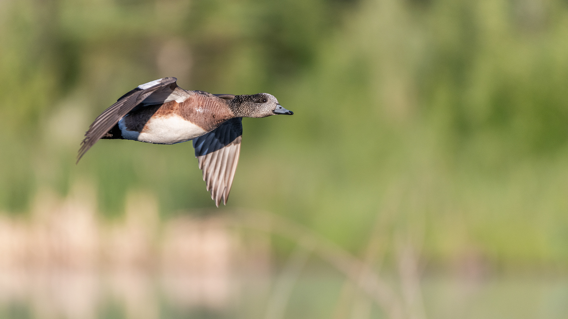 American Wigeon (male) in flight at the Marshall Springs ponds in Fish Creek Provincial Park, Calgary, AB