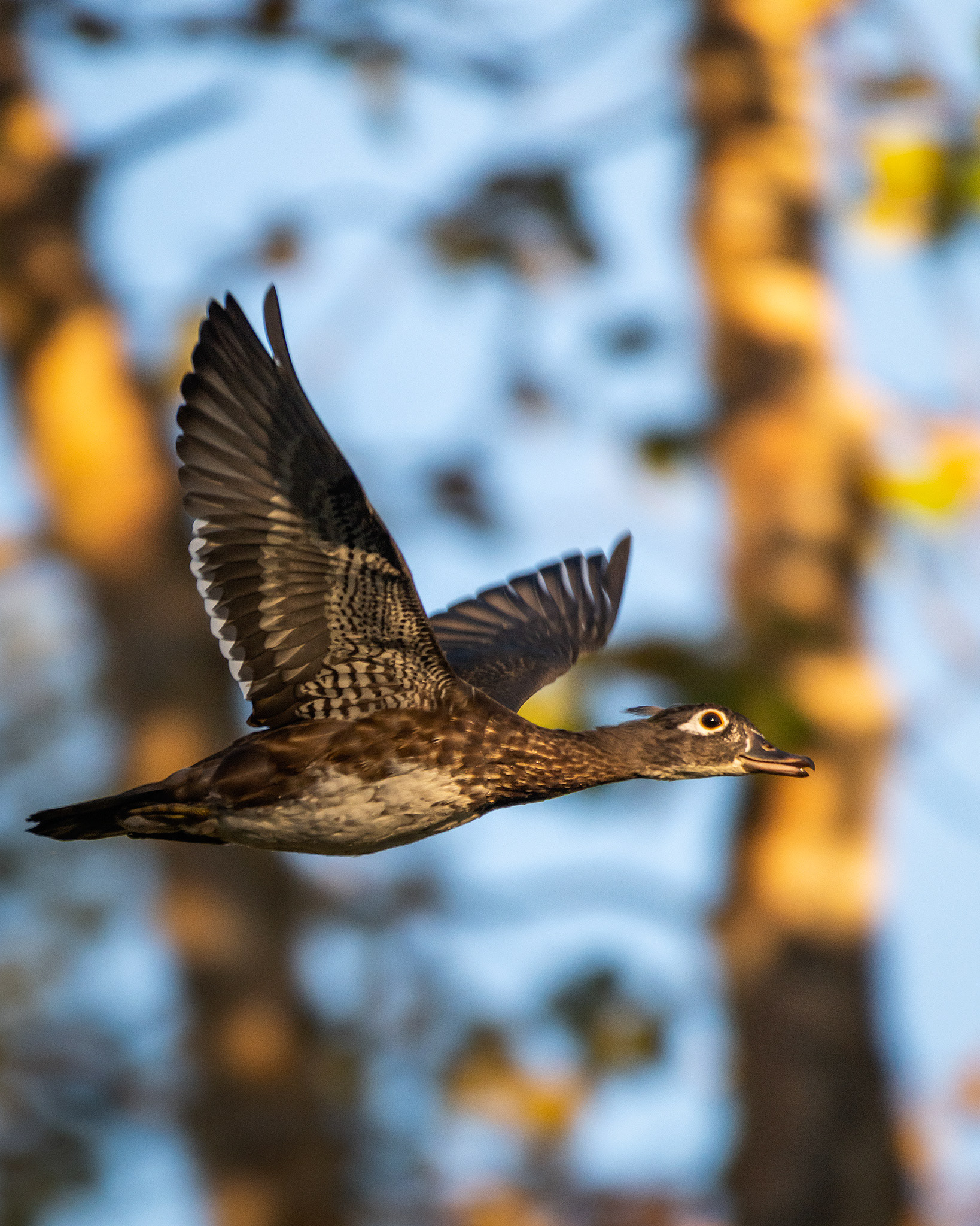 Wood Duck hen (in flight), Inglewood Bird Sanctuary & Nature Centre, Calgary, AB - September 24th