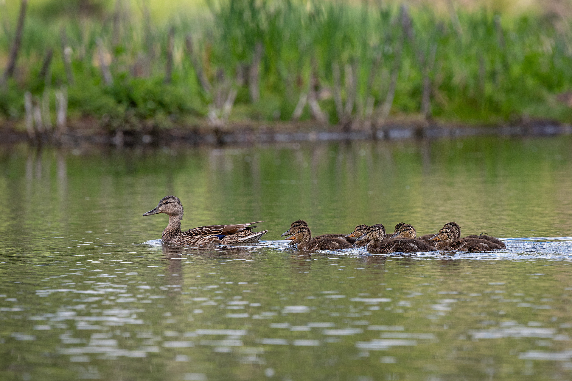 Mallard family, Marshall Springs ponds, Fish Creek Provincial Park, Calgary, AB