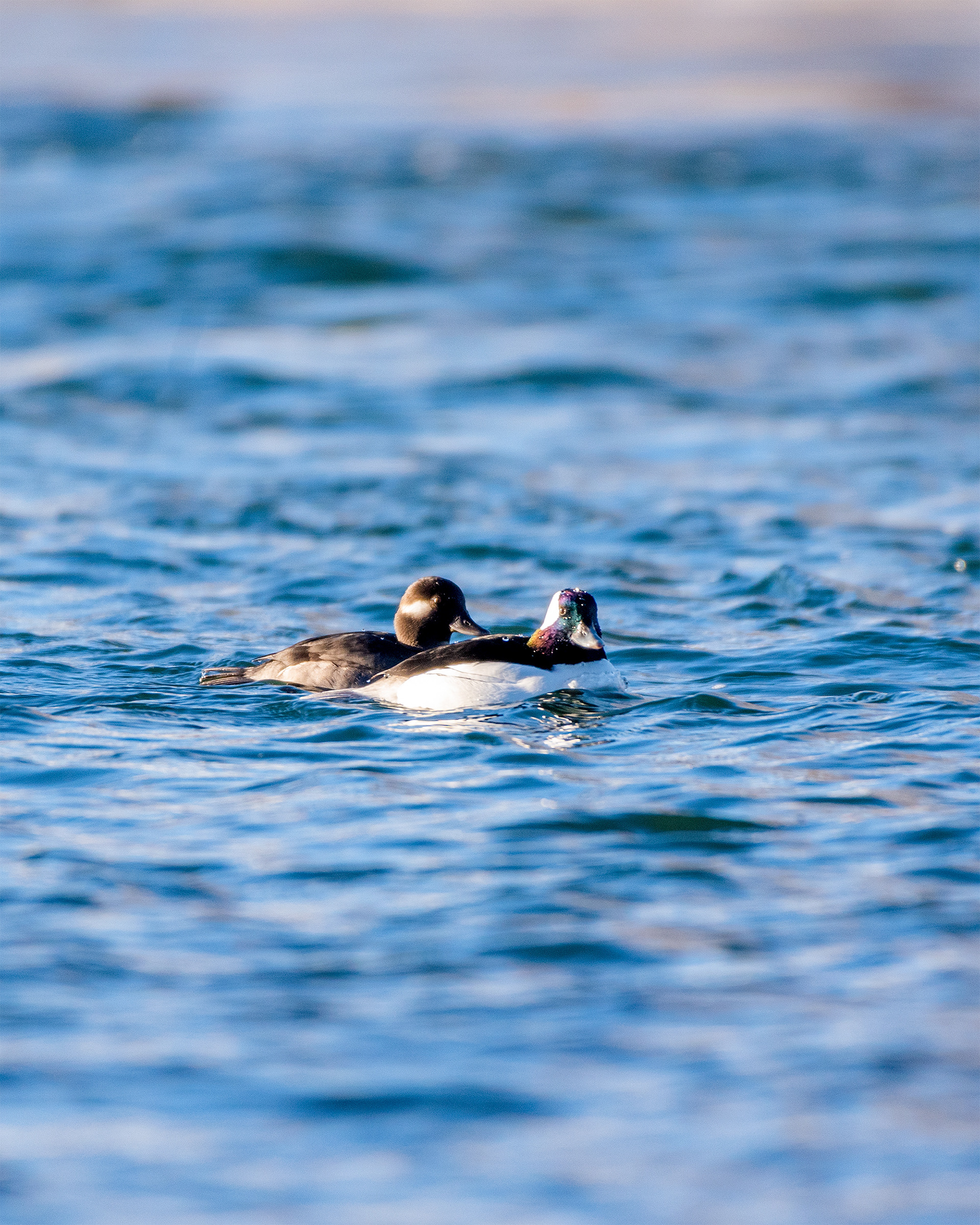 Bufflehead pair on the Bow River near Carburn Park, Calgary, AB