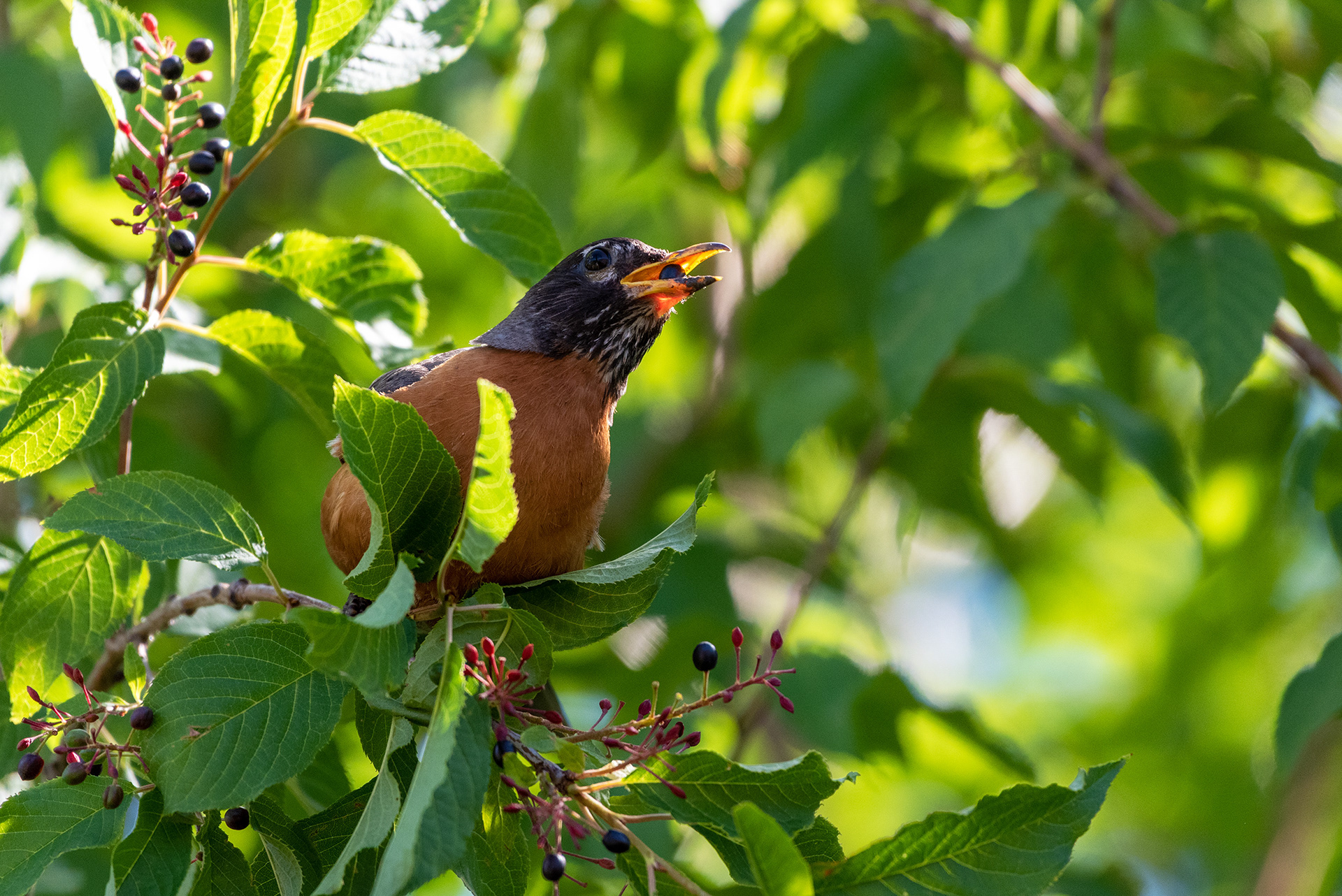 American Robin with a berry in his bill