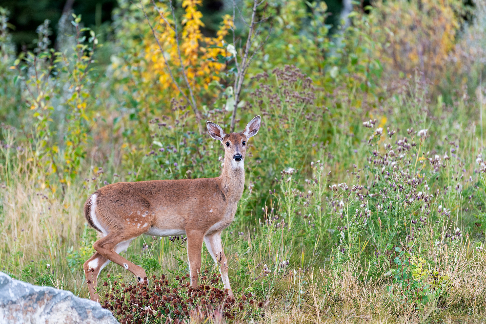 Young Deer at the Marshall Springs ponds in Fish Creek Provincial Park